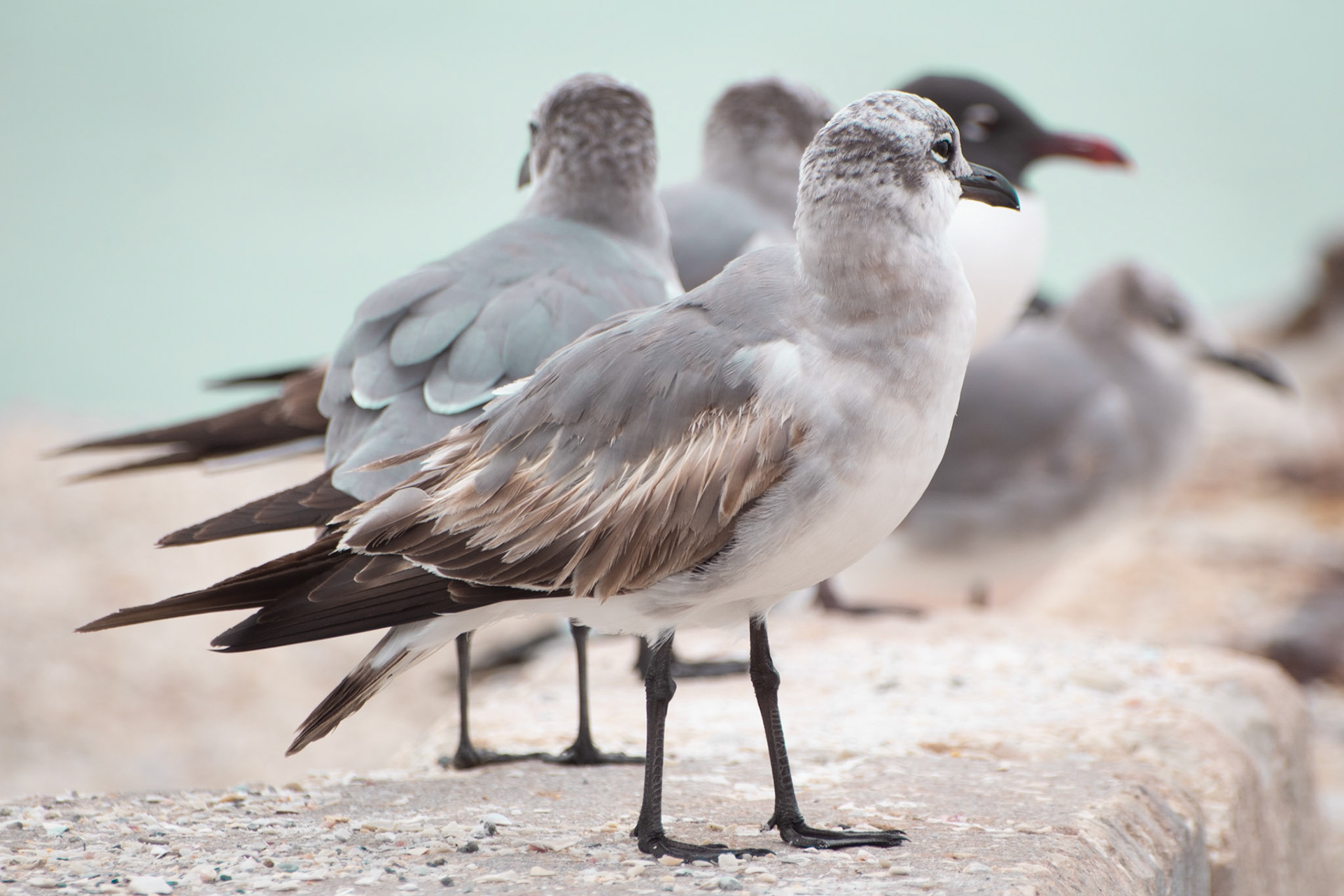 Laughing Gull