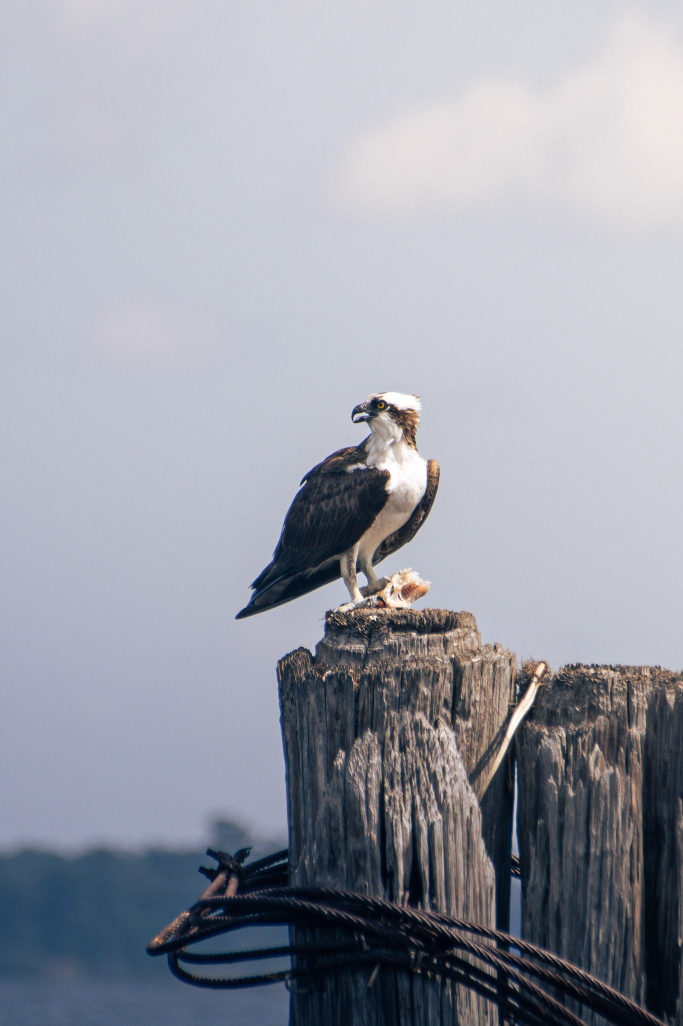 Osprey (male)