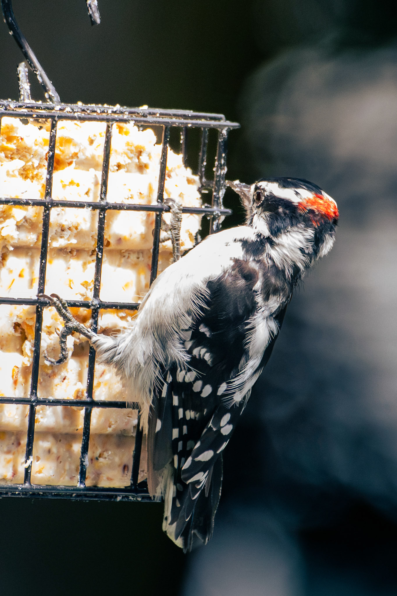 Downy Woodpecker (male)