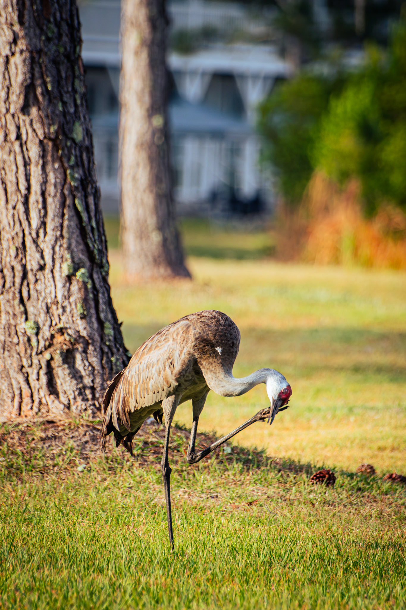 Sandhill Crane