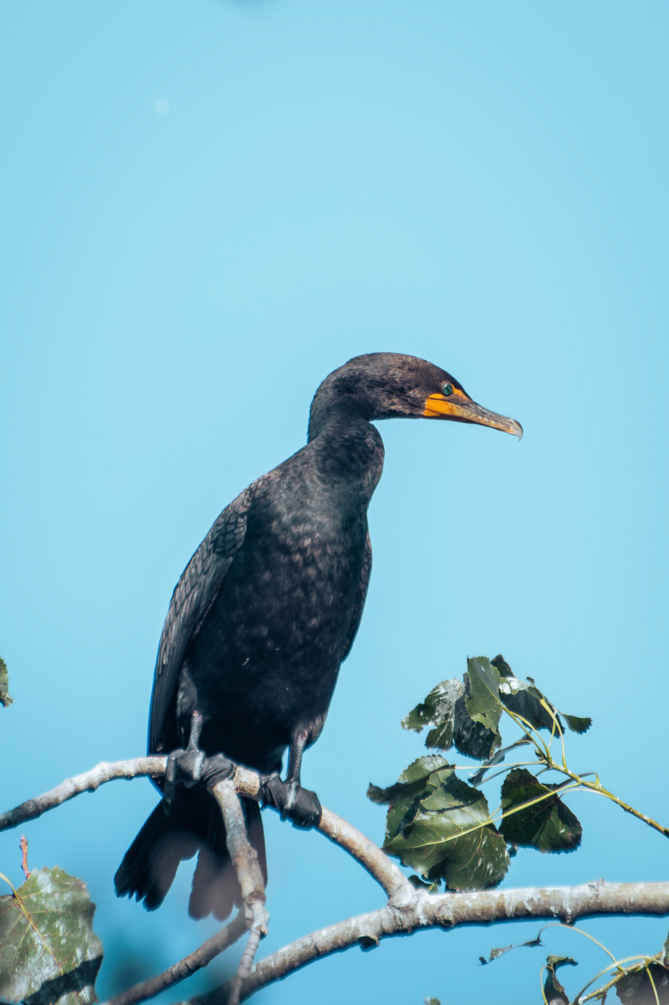 Double Crested Cormorant (adult)