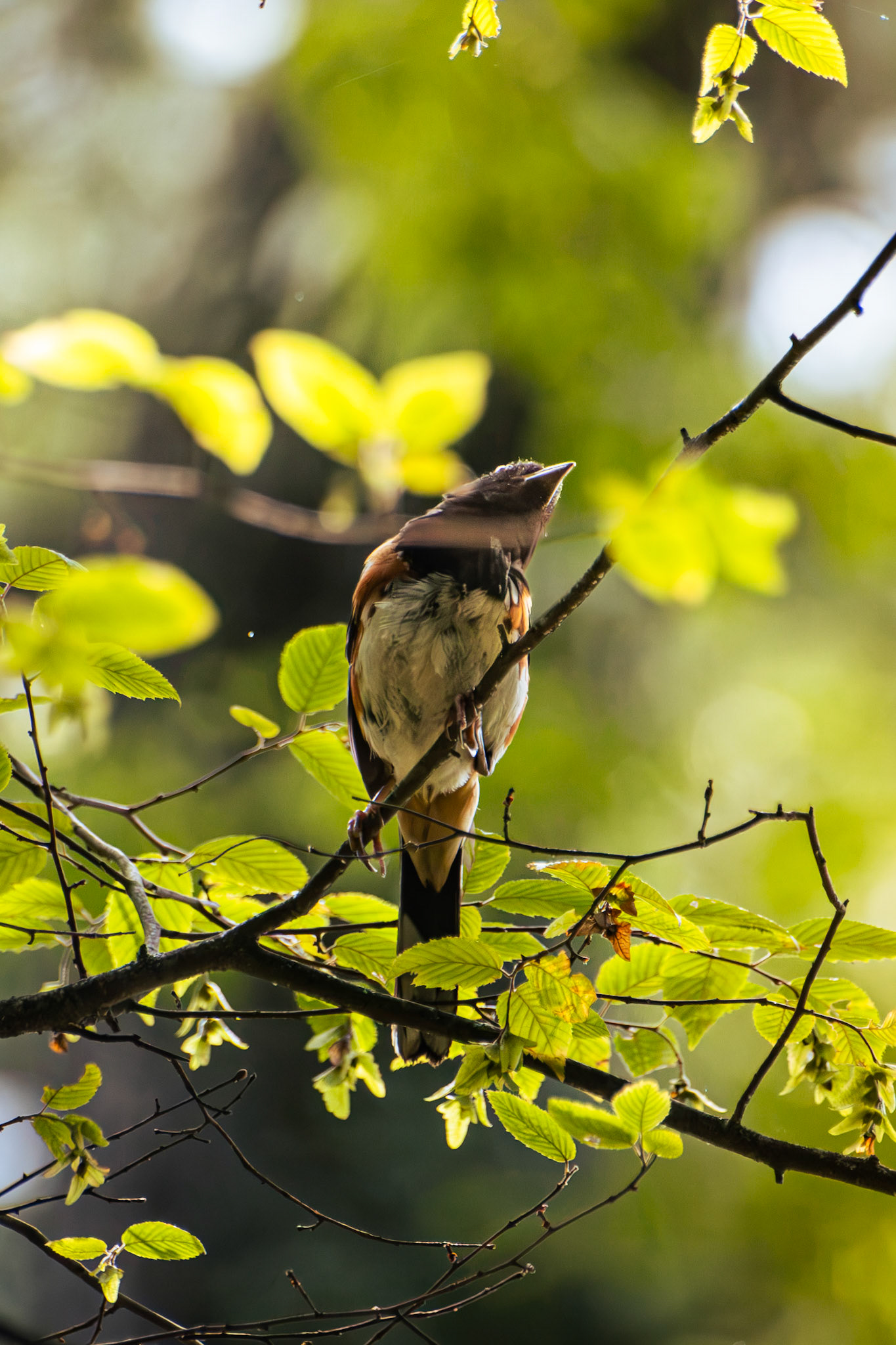 Eastern Towhee