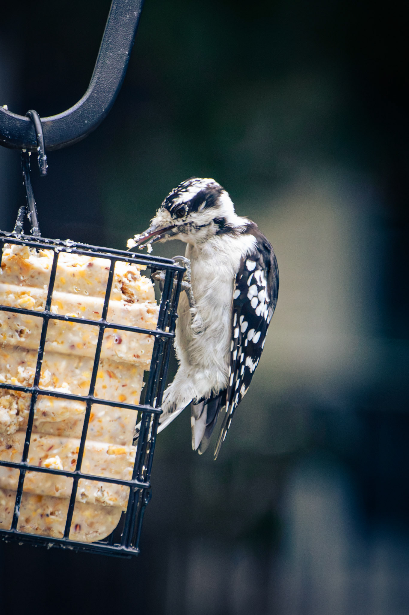 Downy Woodpecker (female)