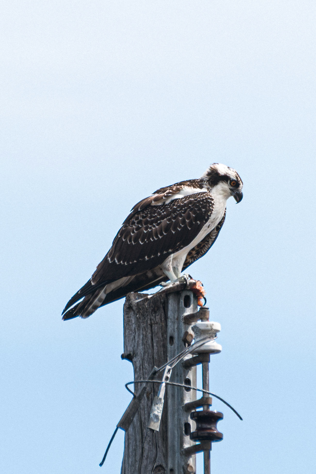 Osprey (female)