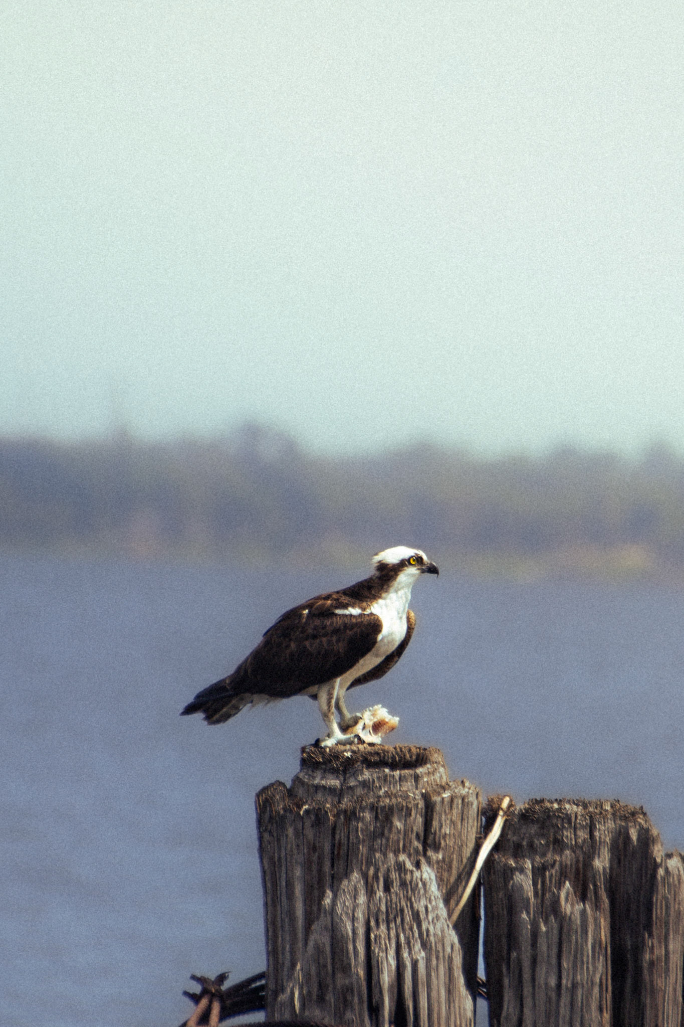 Osprey (male)