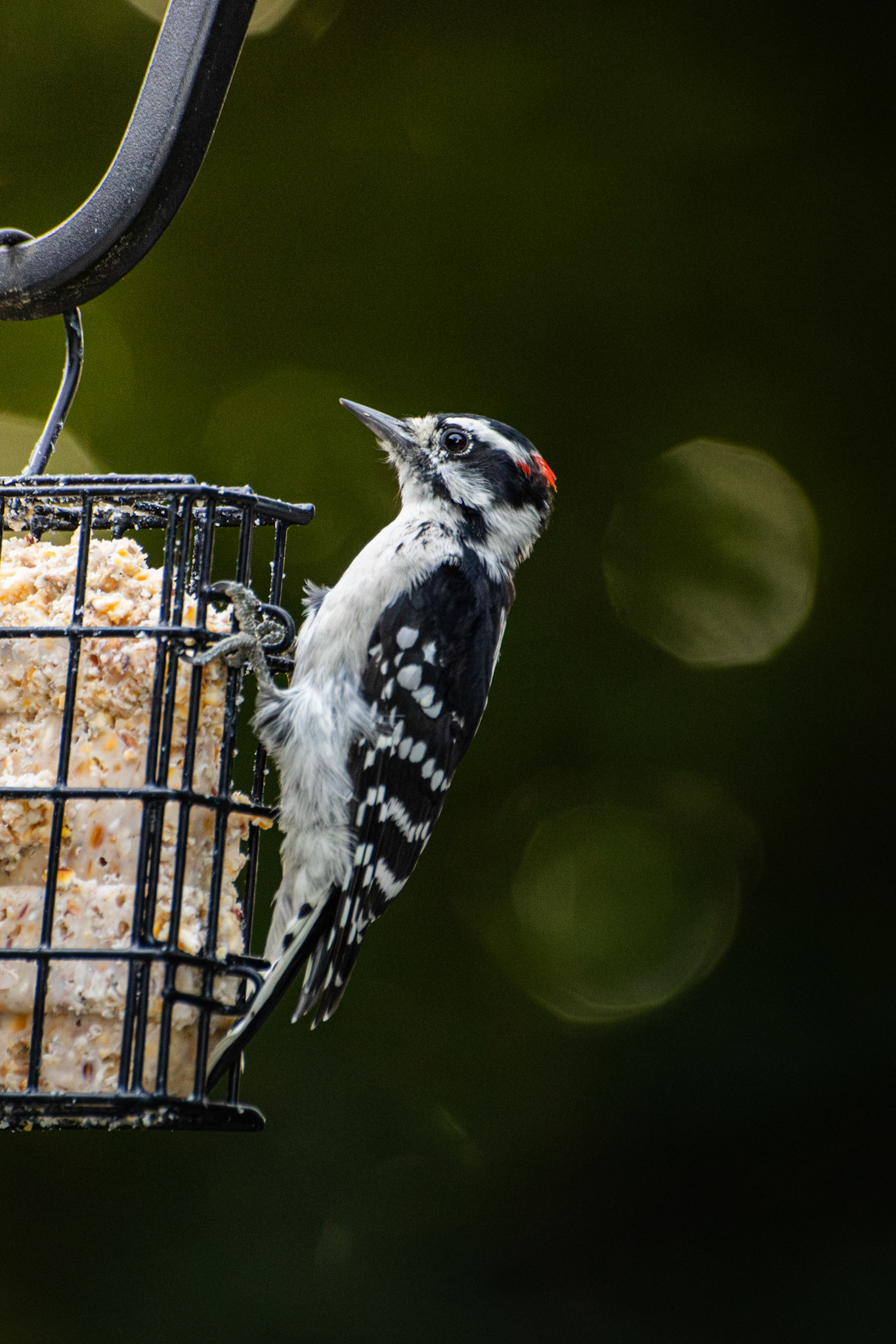 Downy Woodpecker (male)