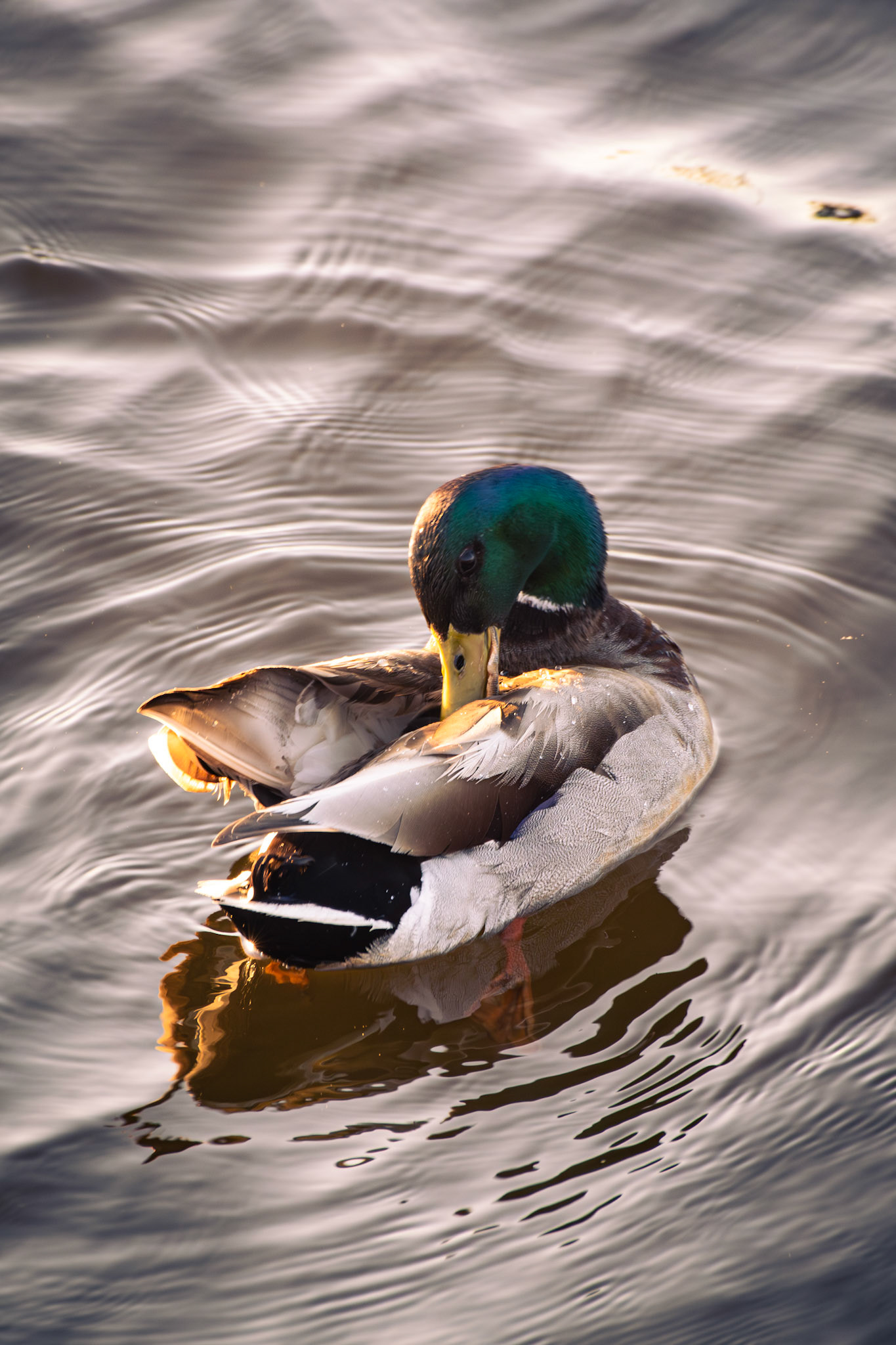 Mallard (male)