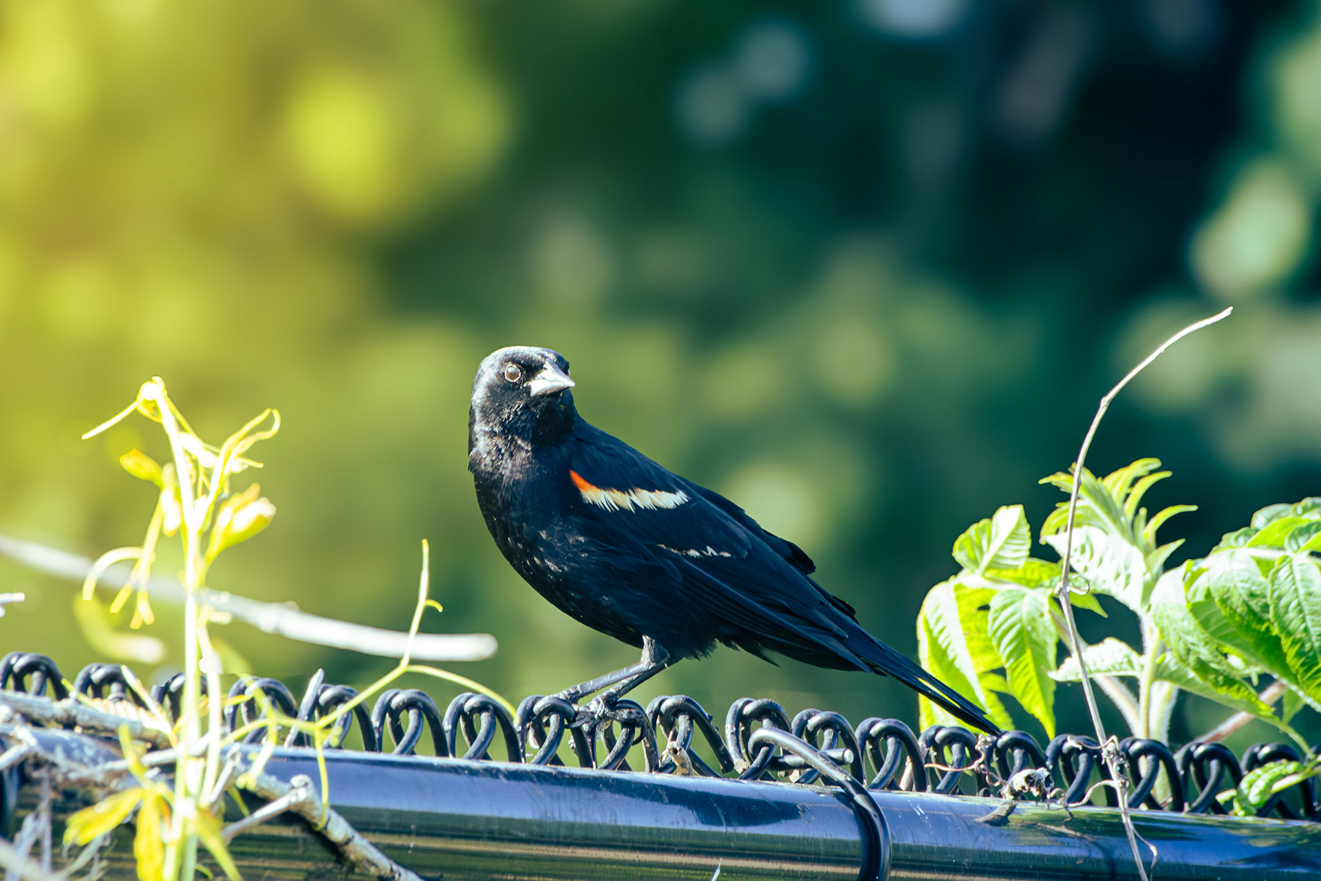 Red-Winged Blackbird