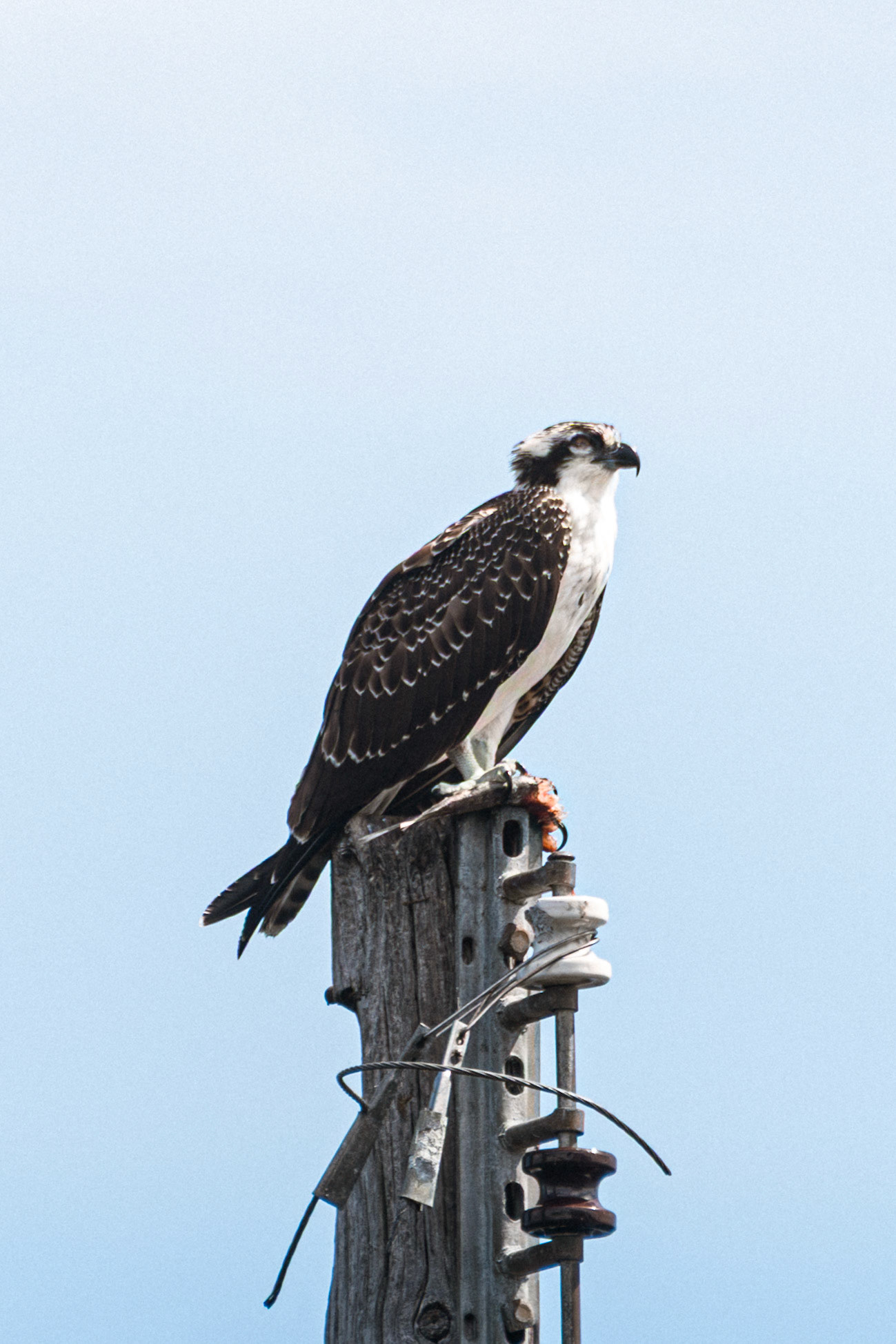 Osprey (female)