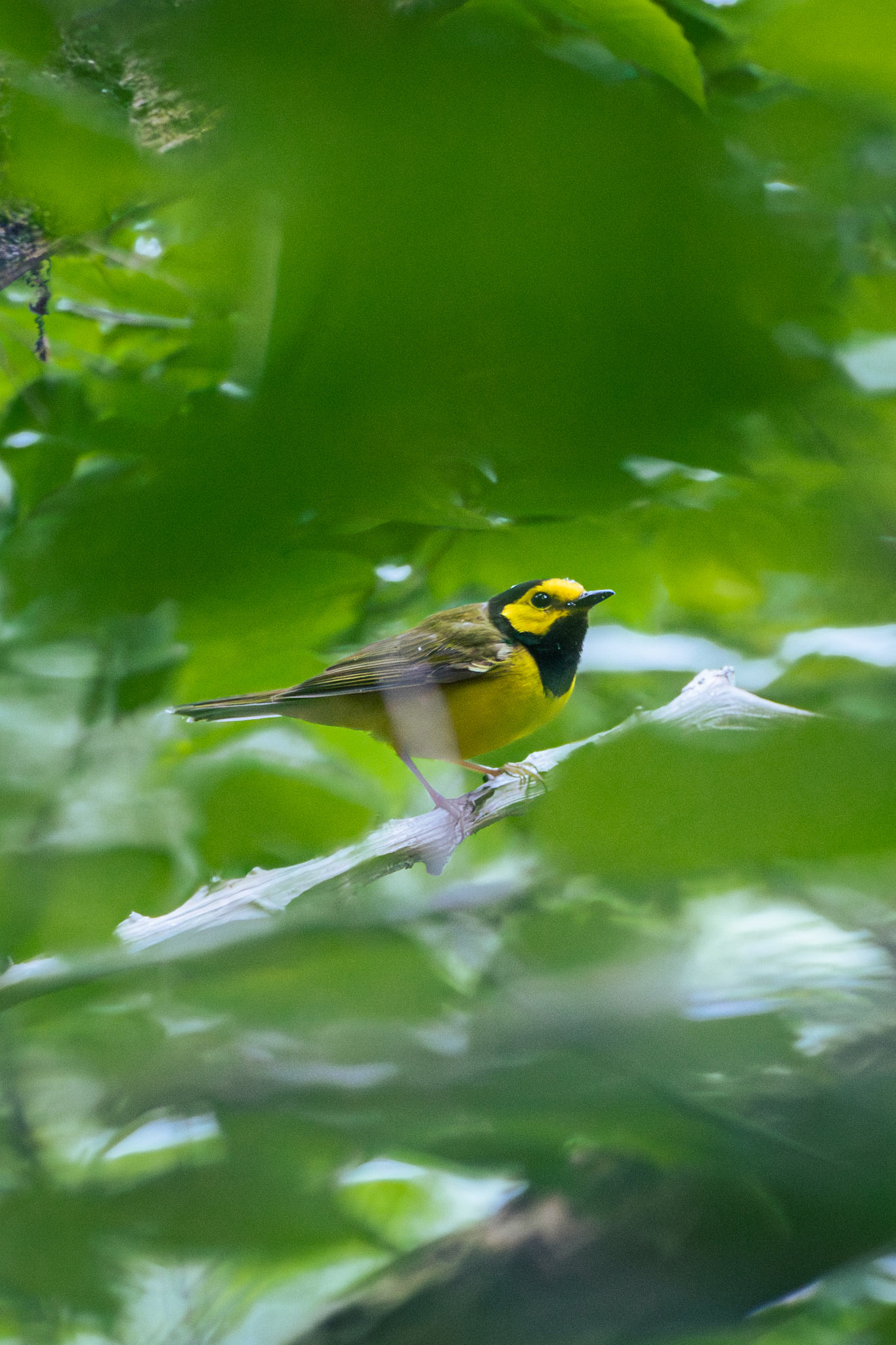 Hooded Warbler