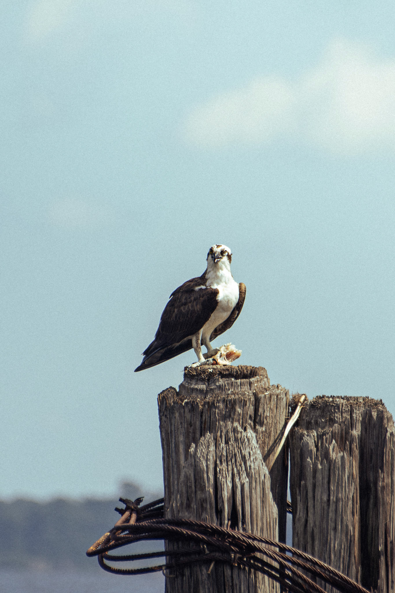 Osprey (male)