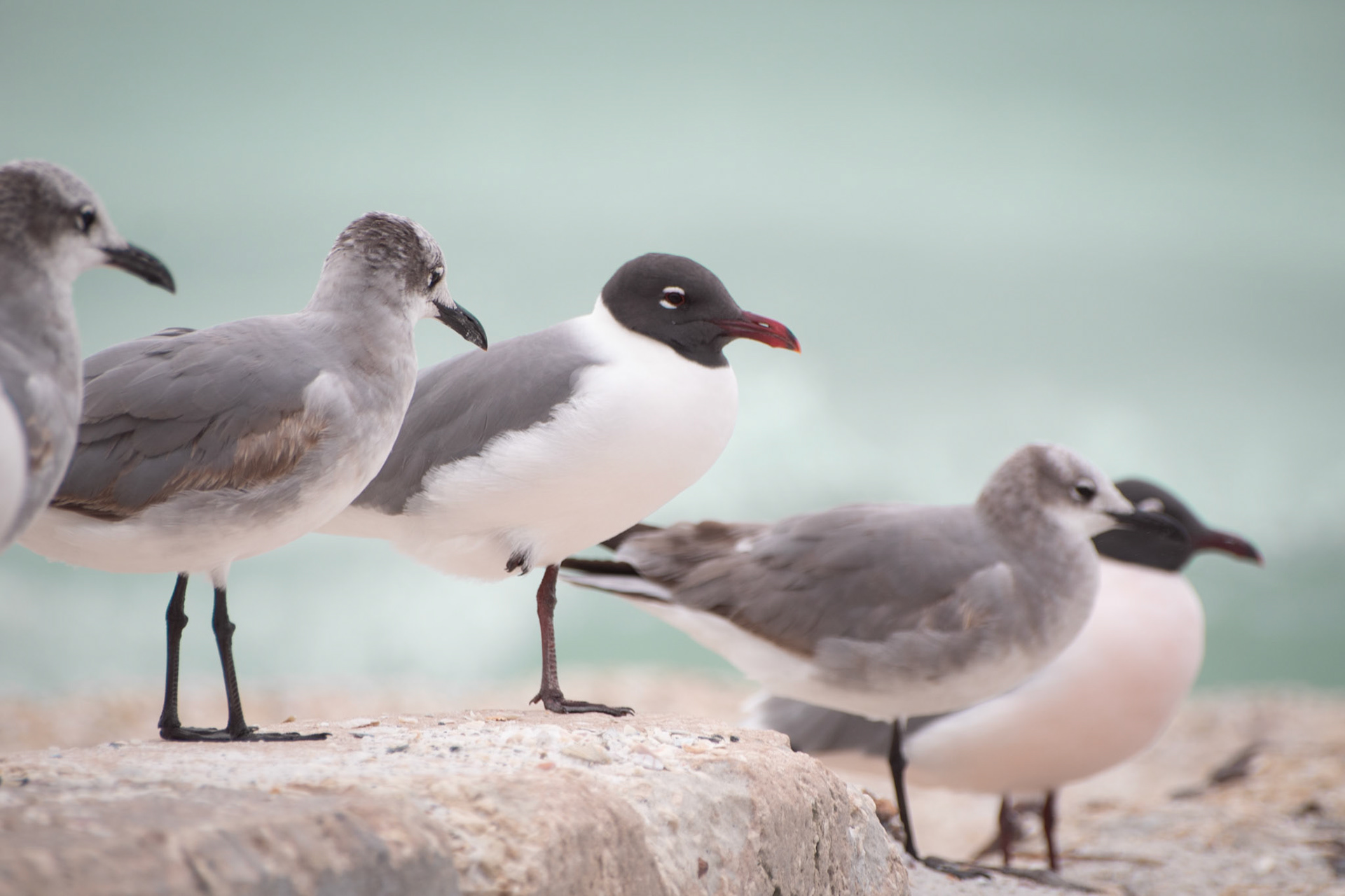 Laughing Gull