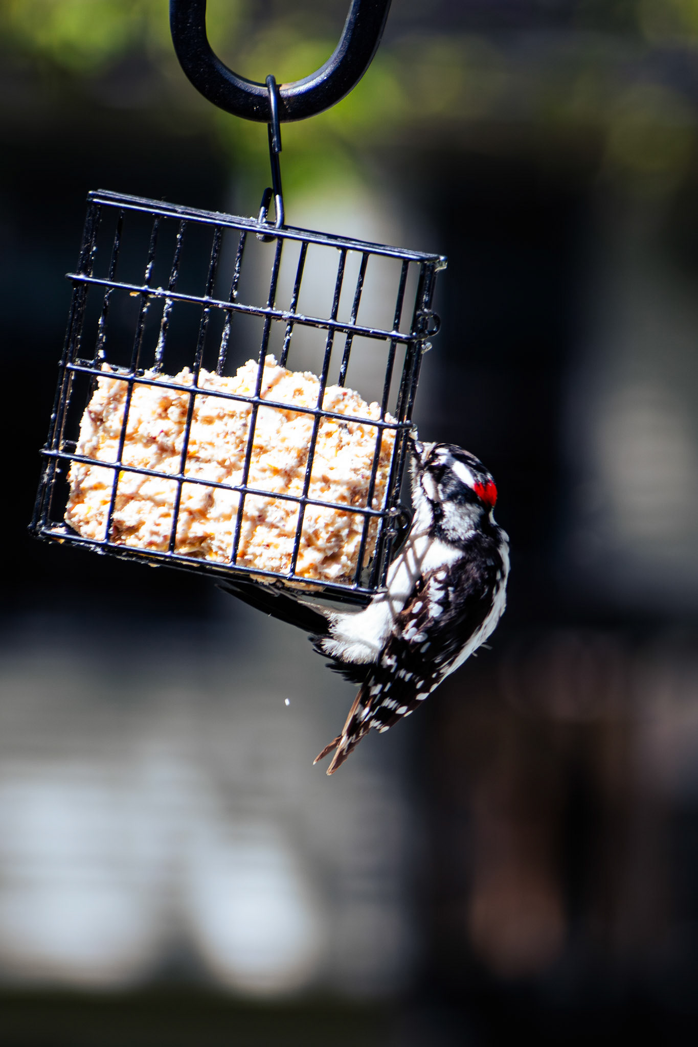 Downy Woodpecker (male)