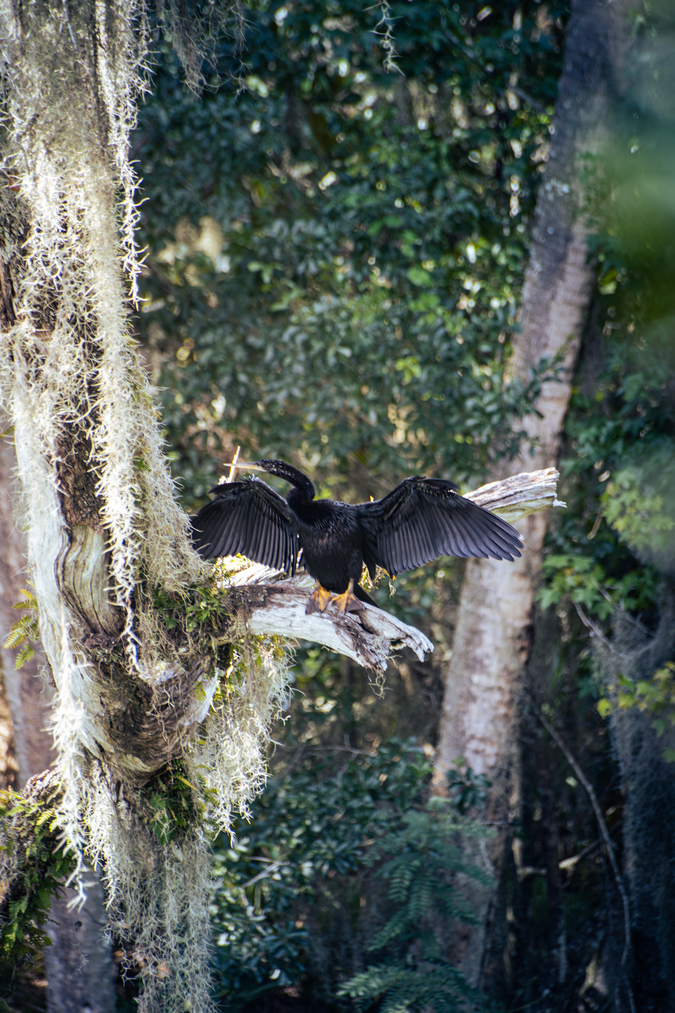 Anhinga