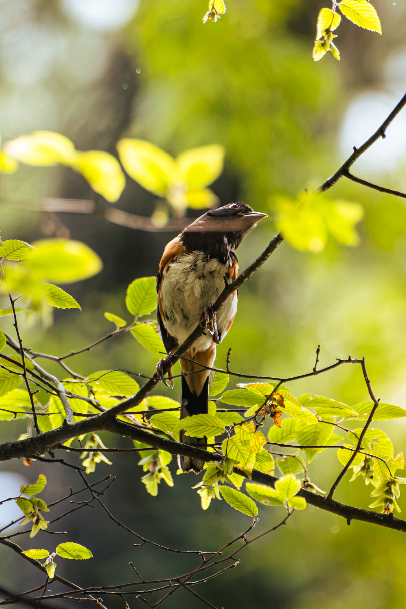 Eastern Towhee