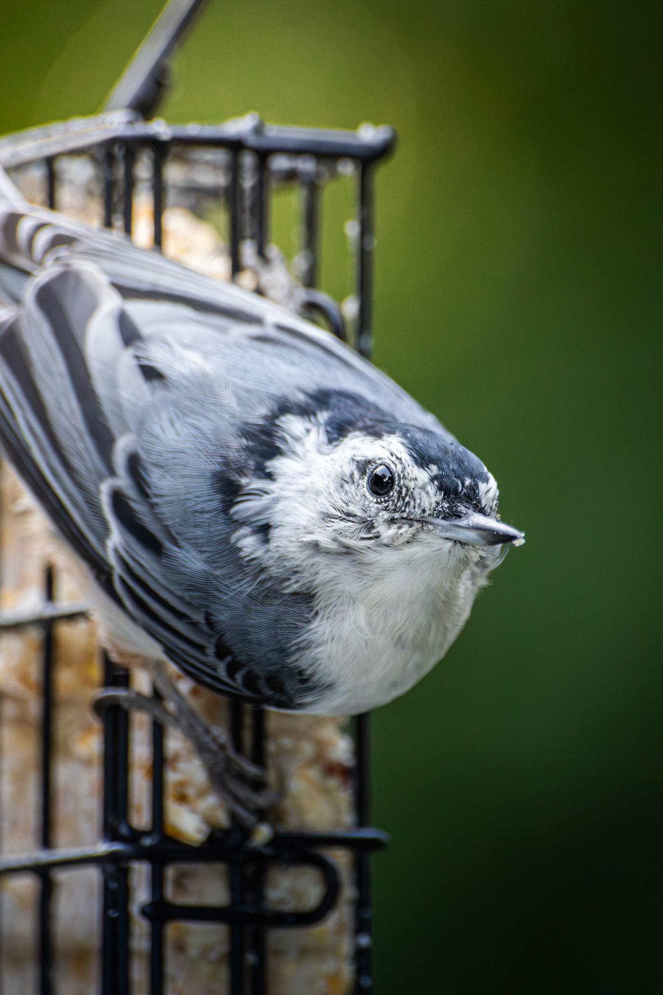 White-Breasted Nuthatch