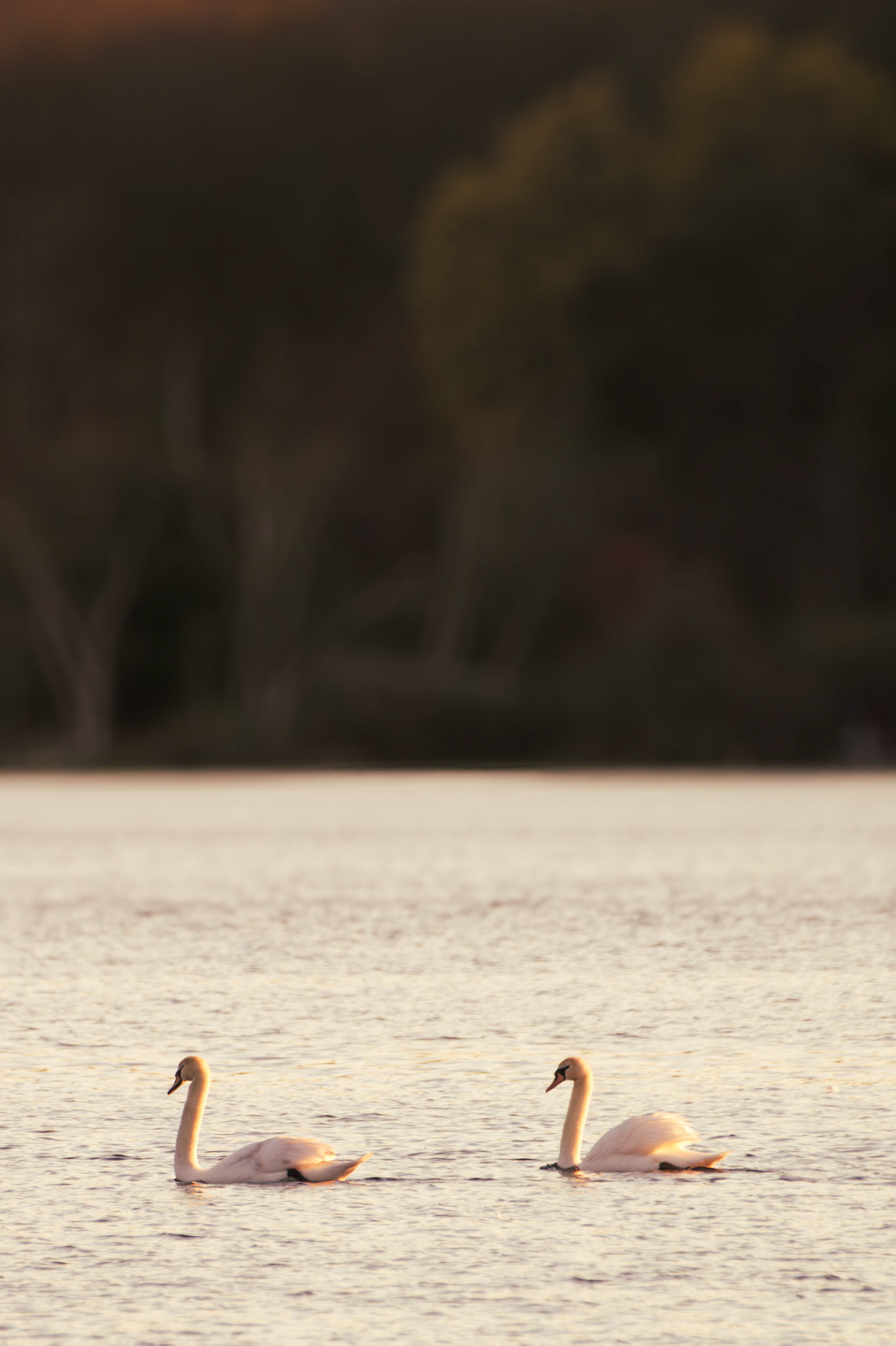 Mute Swan