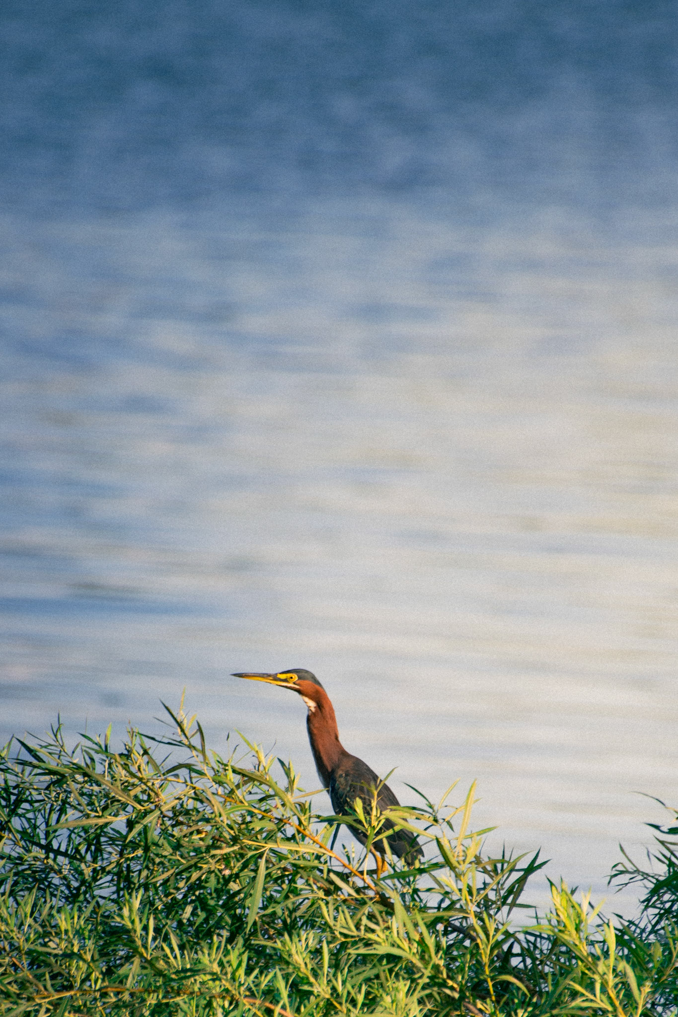 Green Heron