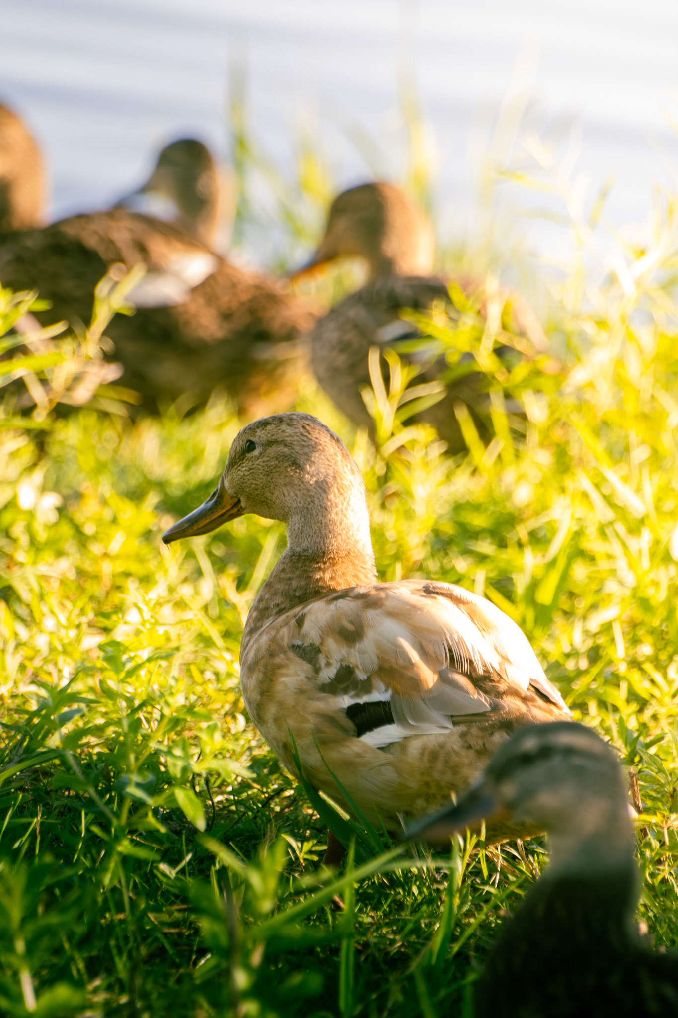 Mallard (leucistic)