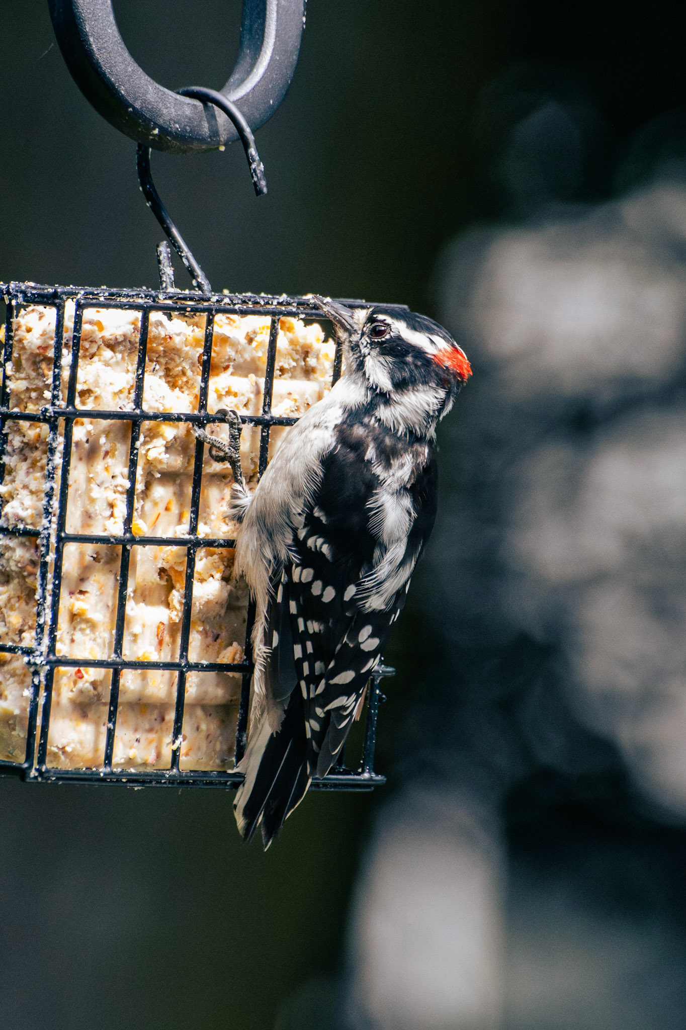 Downy Woodpecker (male)