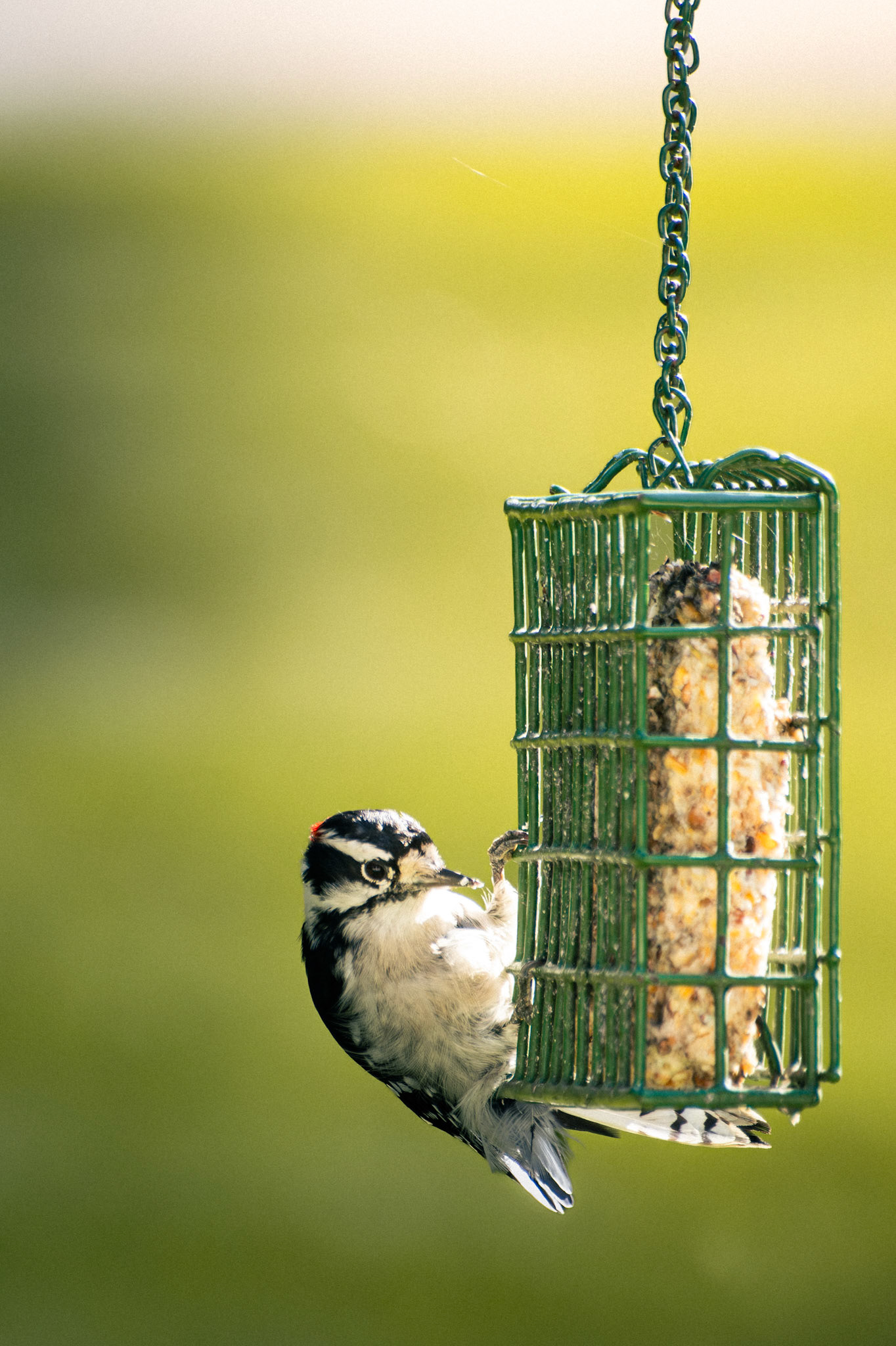 Downy Woodpecker (male)