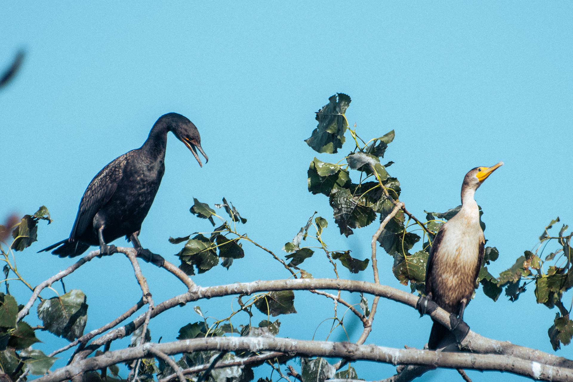 Double Crested Cormorants