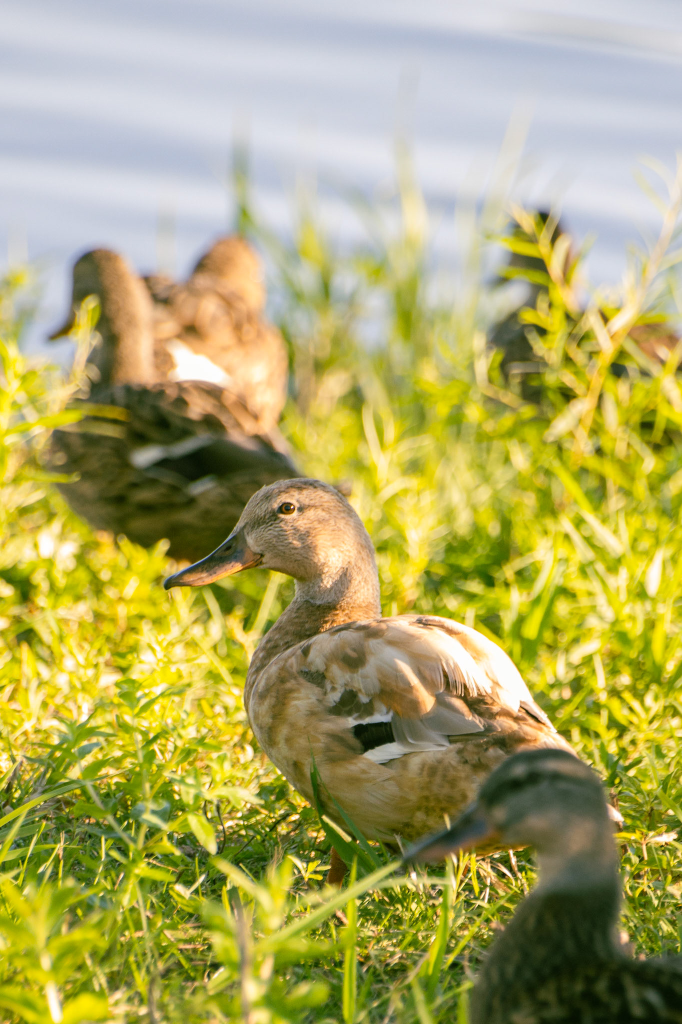 Mallard (leucistic)