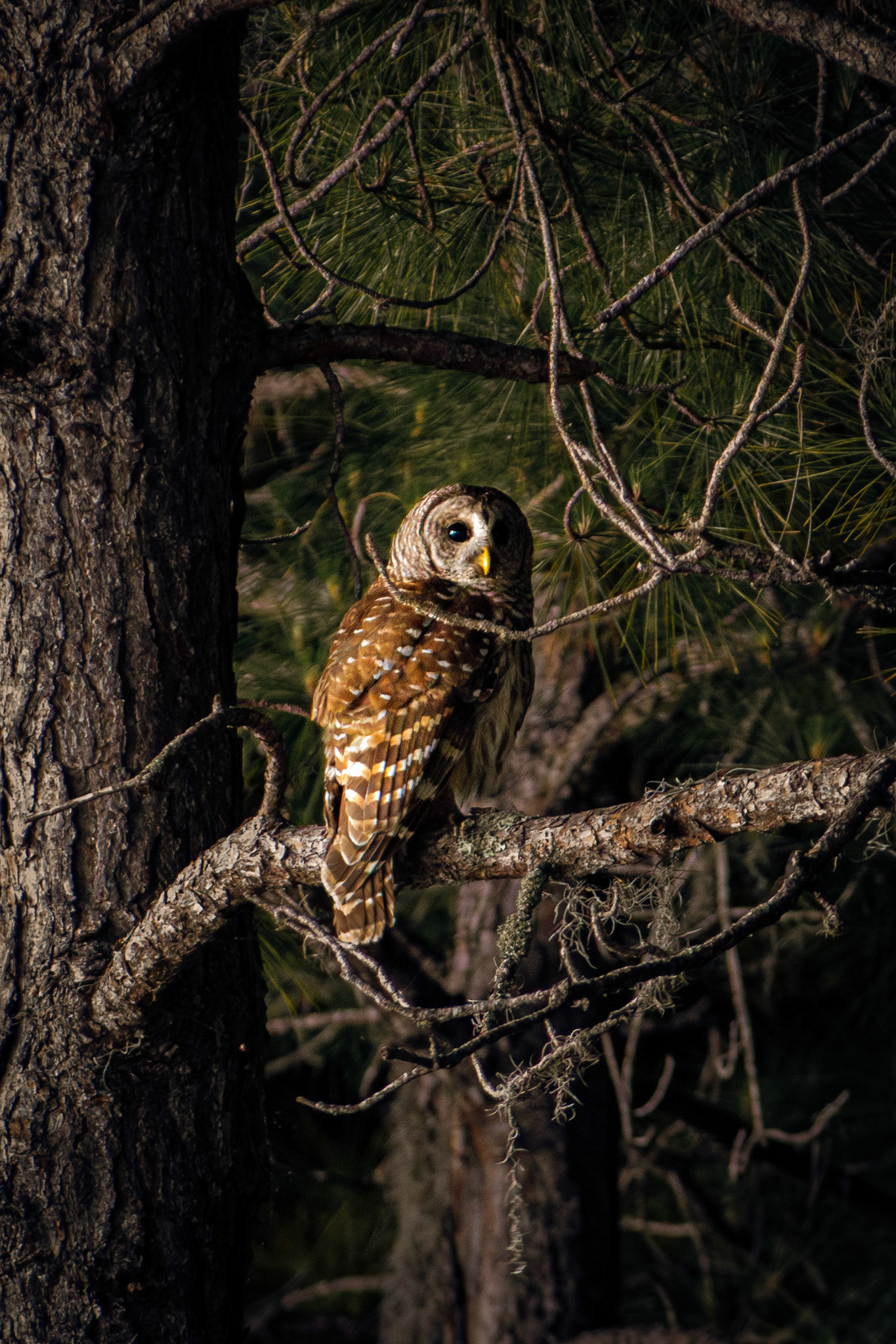 Barred Owl