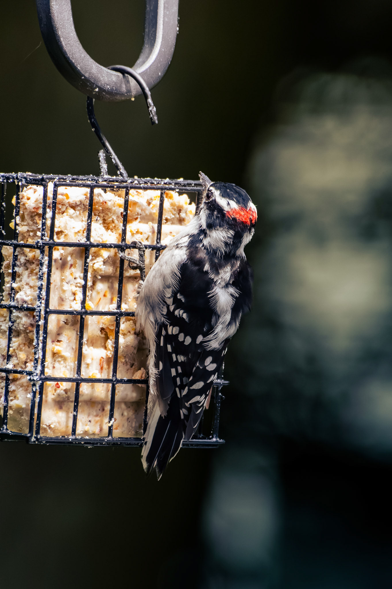 Downy Woodpecker (male)