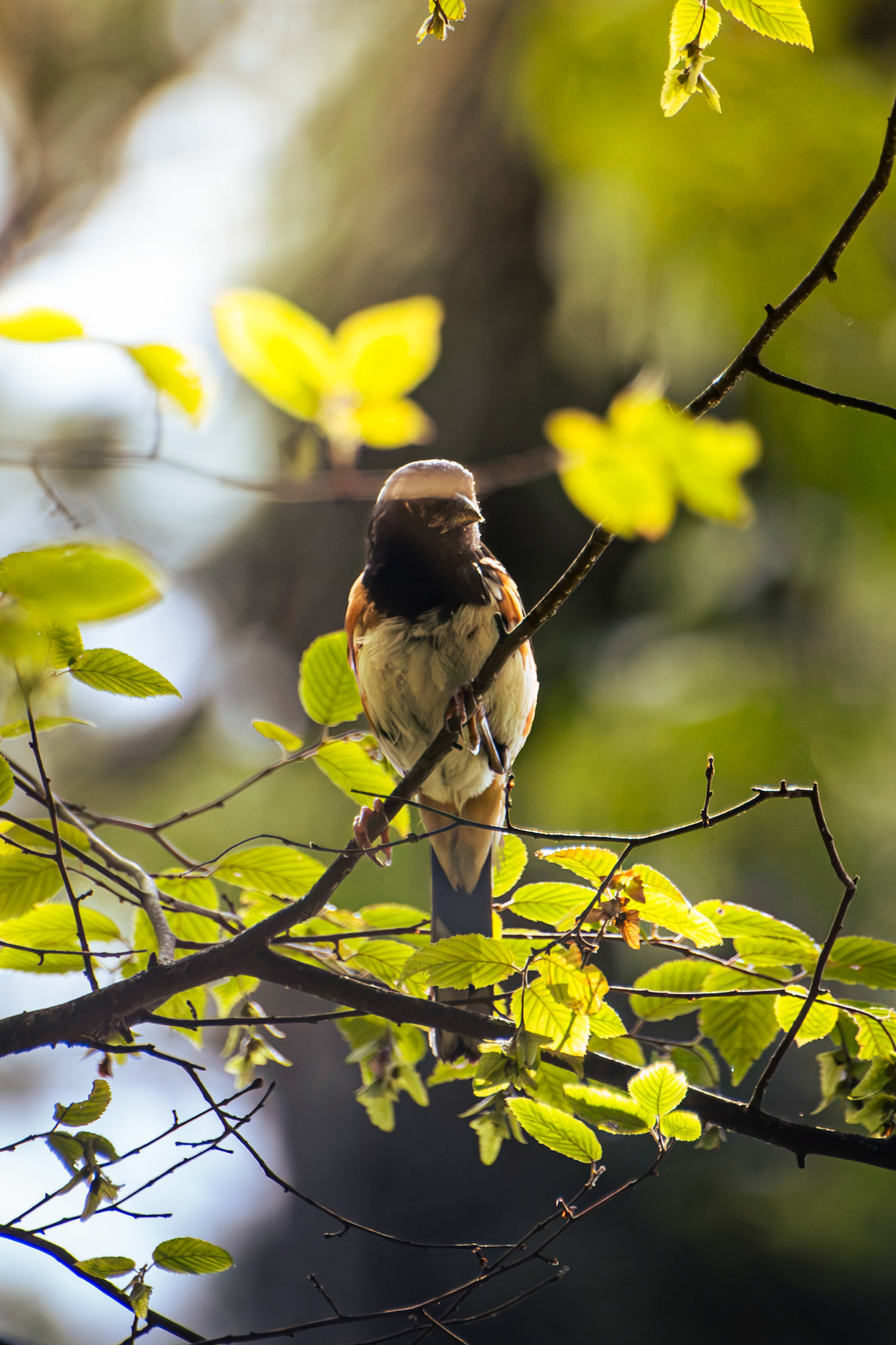 Eastern Towhee