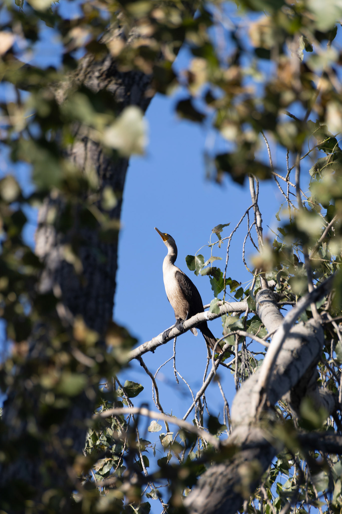 Double Crested Cormorant (juvenile)