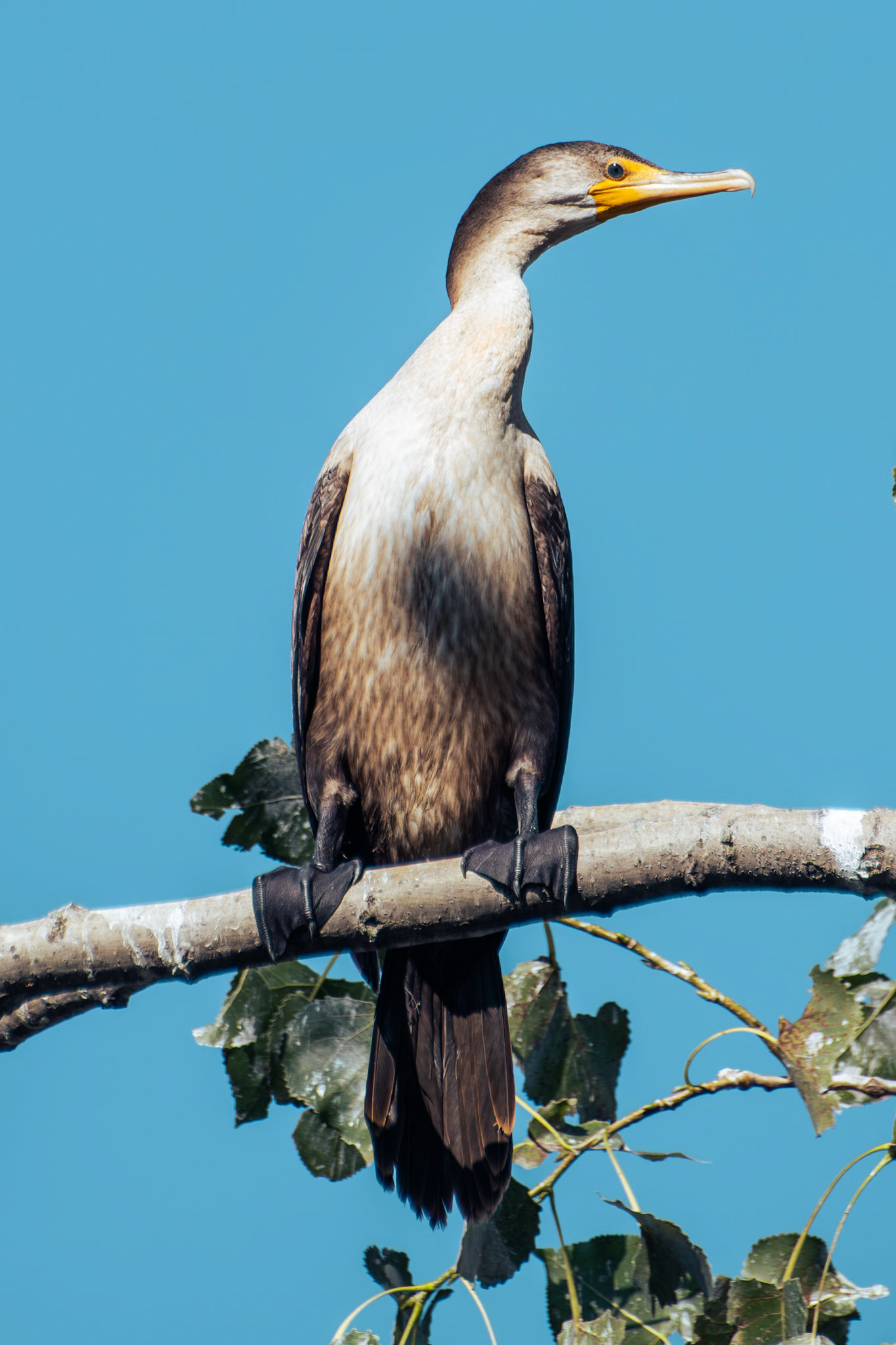 Double Crested Cormorant (juvenile)