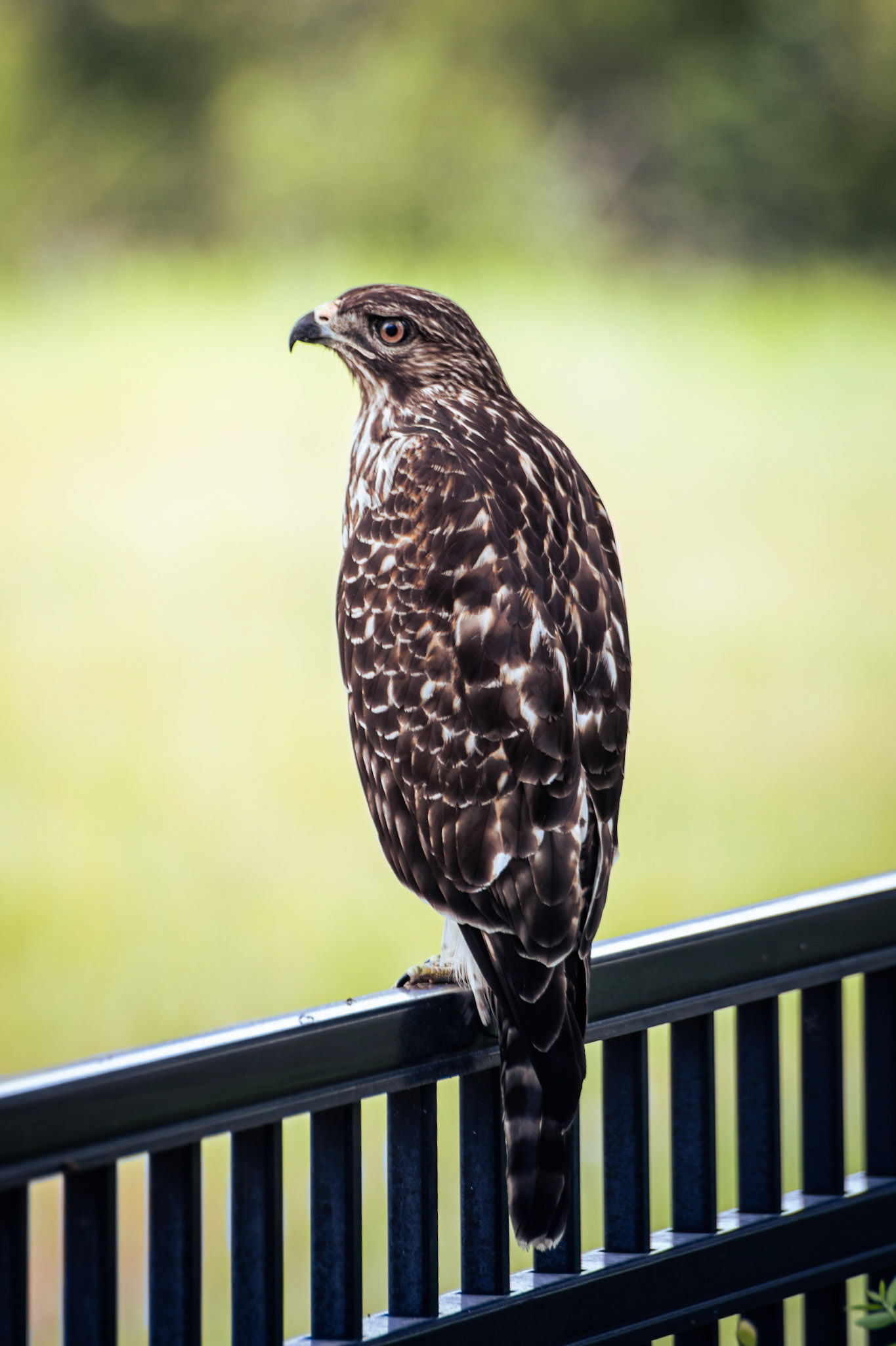 Red-Shouldered Hawk