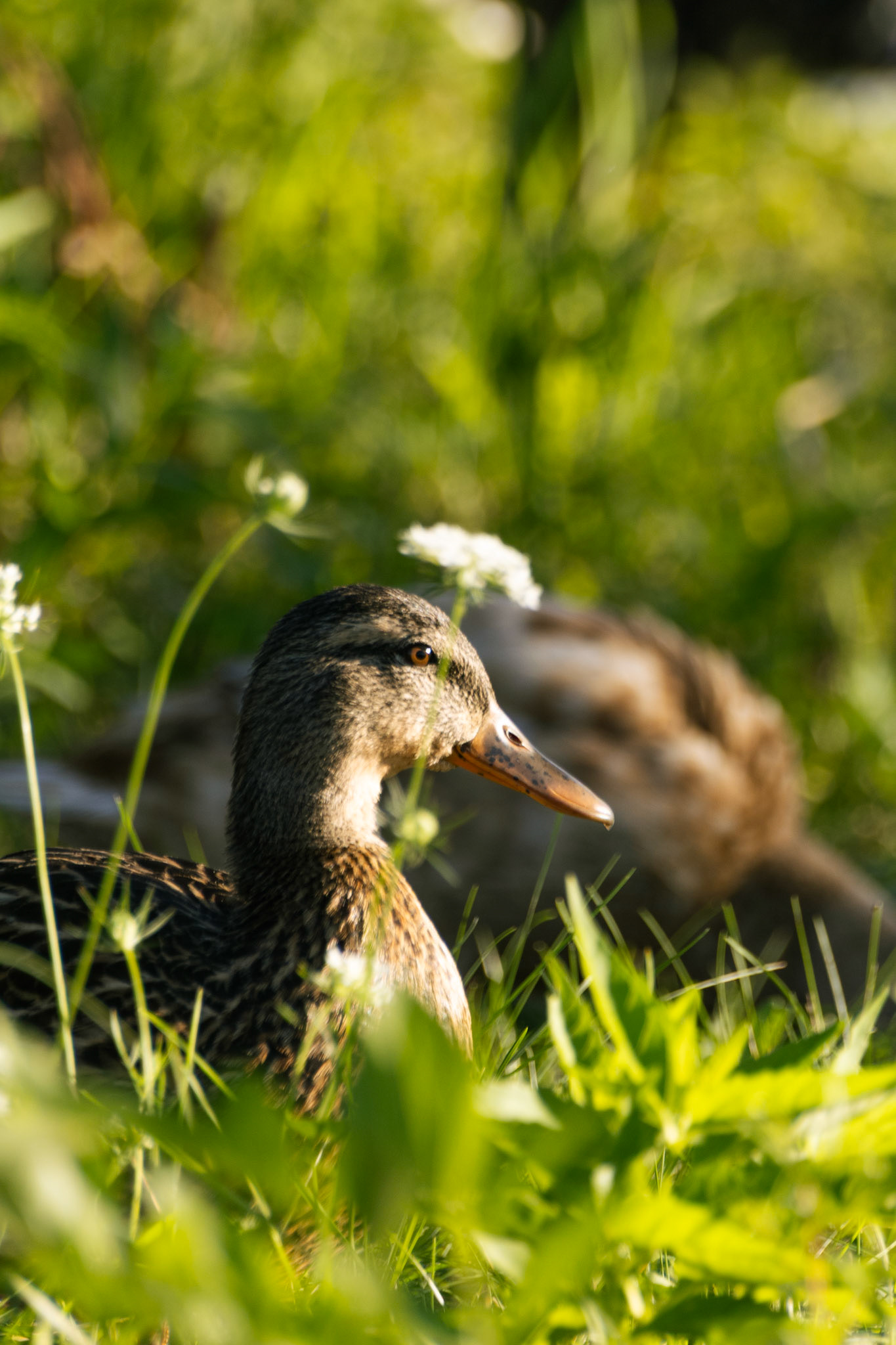 Mallard (female)