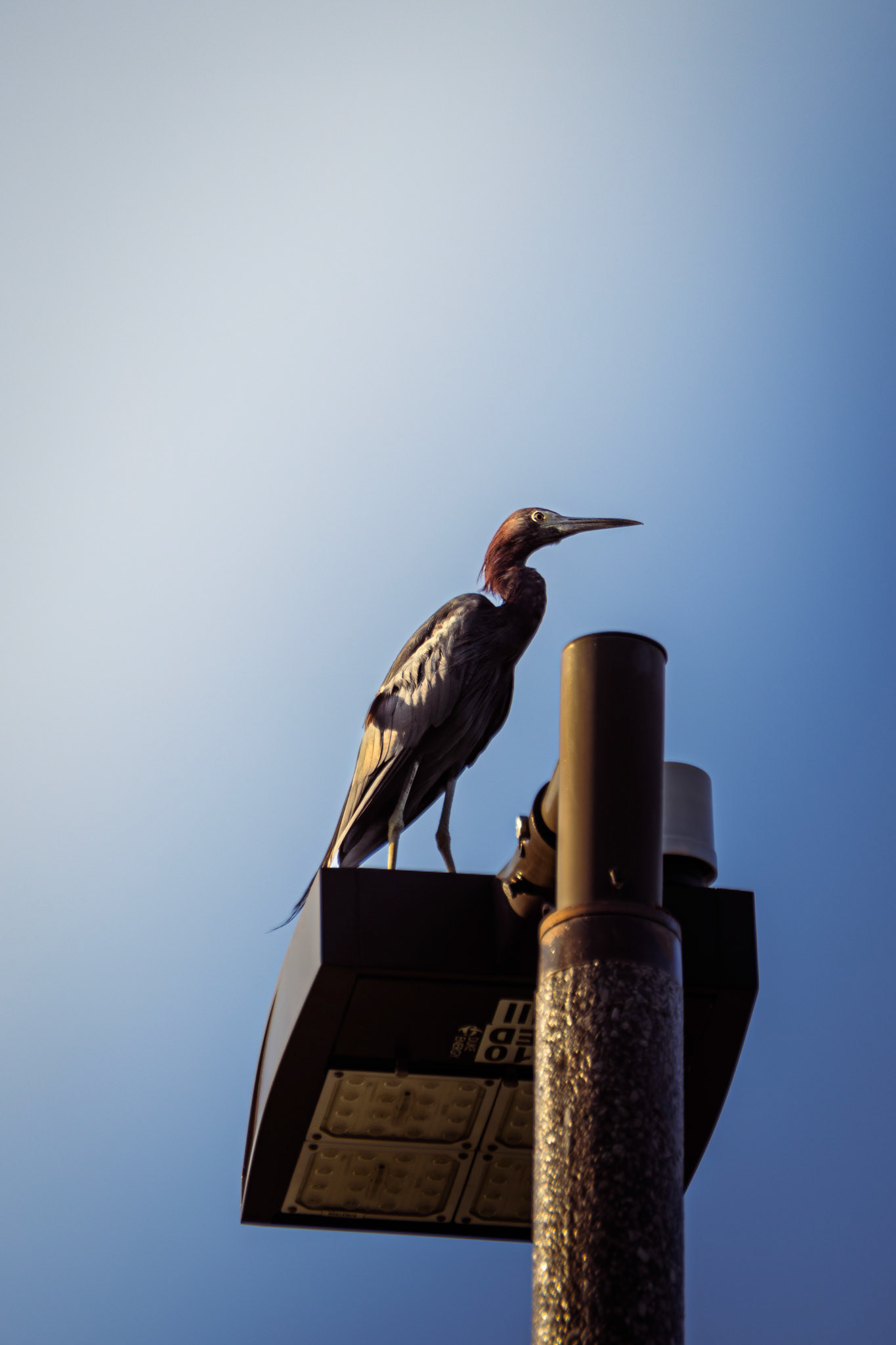 Little Blue Heron