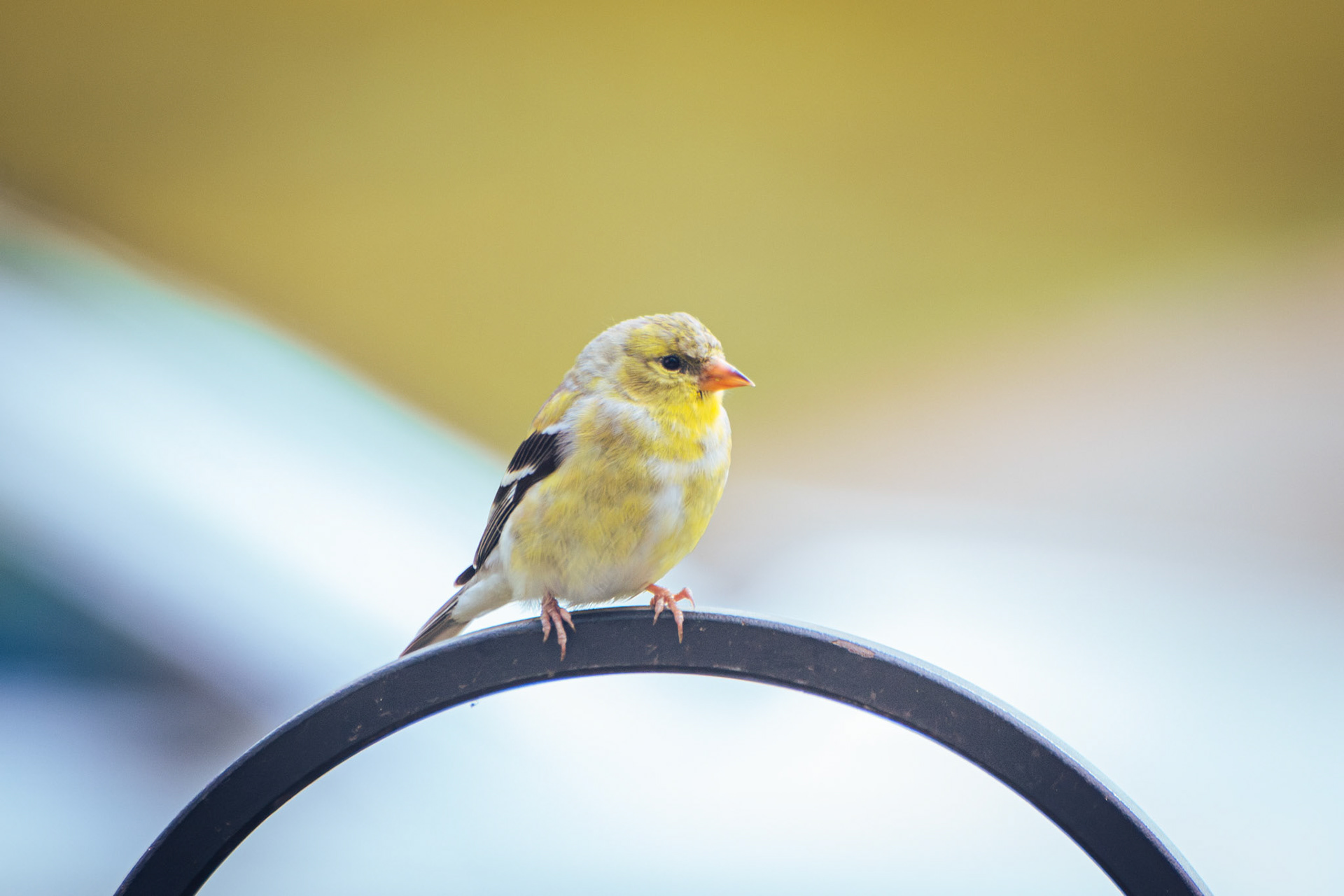 American Goldfinch (female)