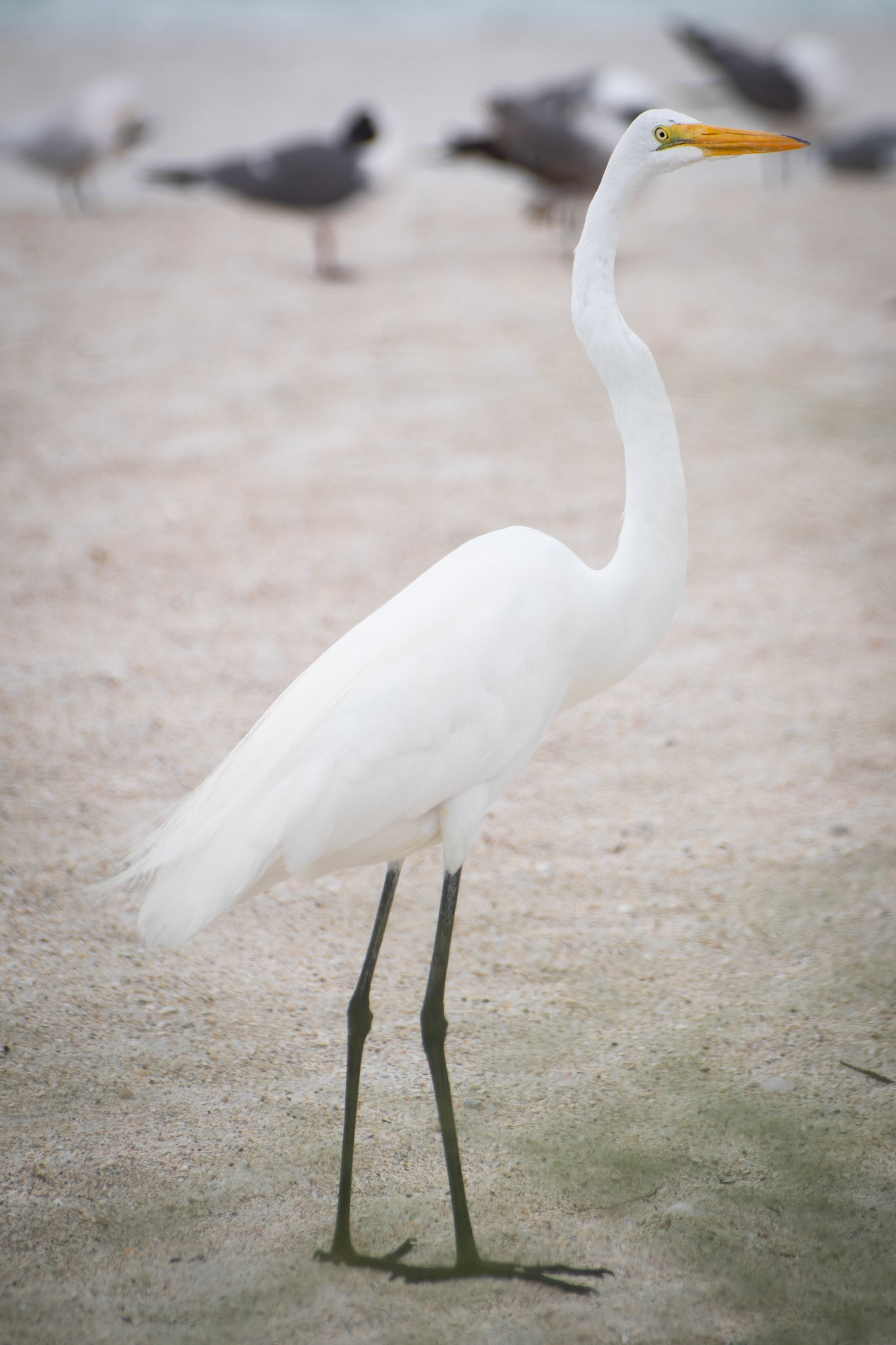 Great Egret