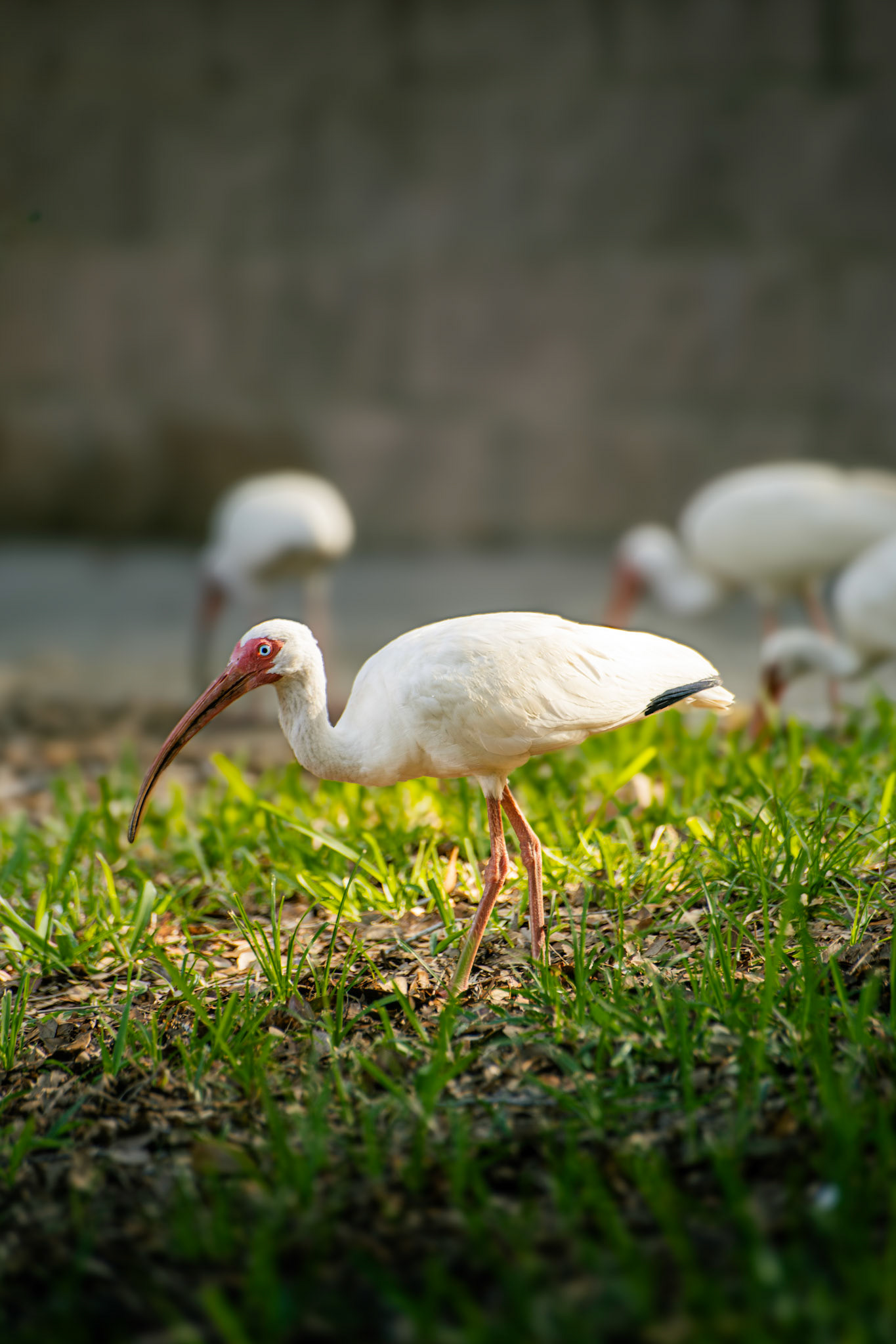 White Ibis