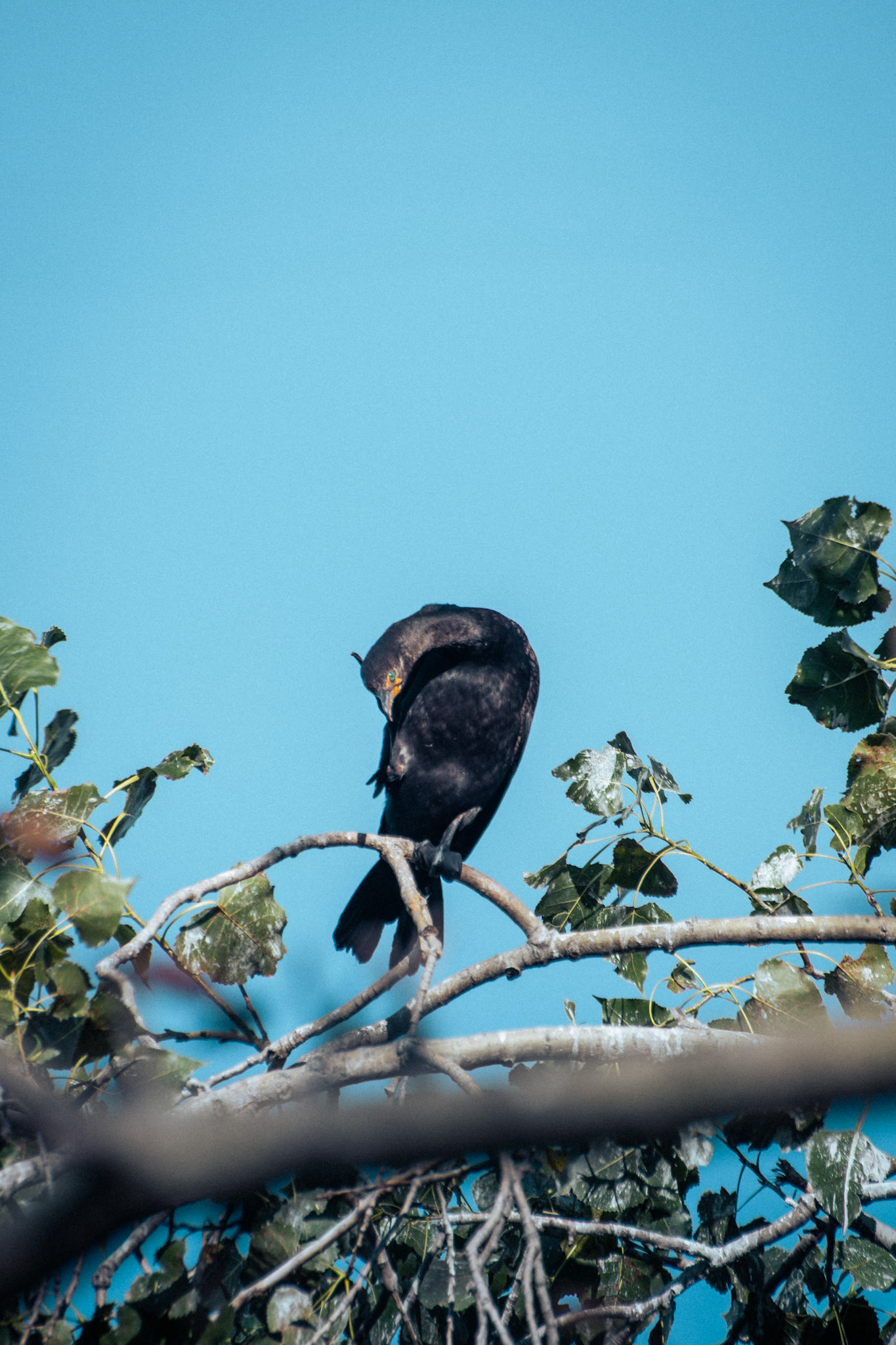 Double Crested Cormorant (adult)