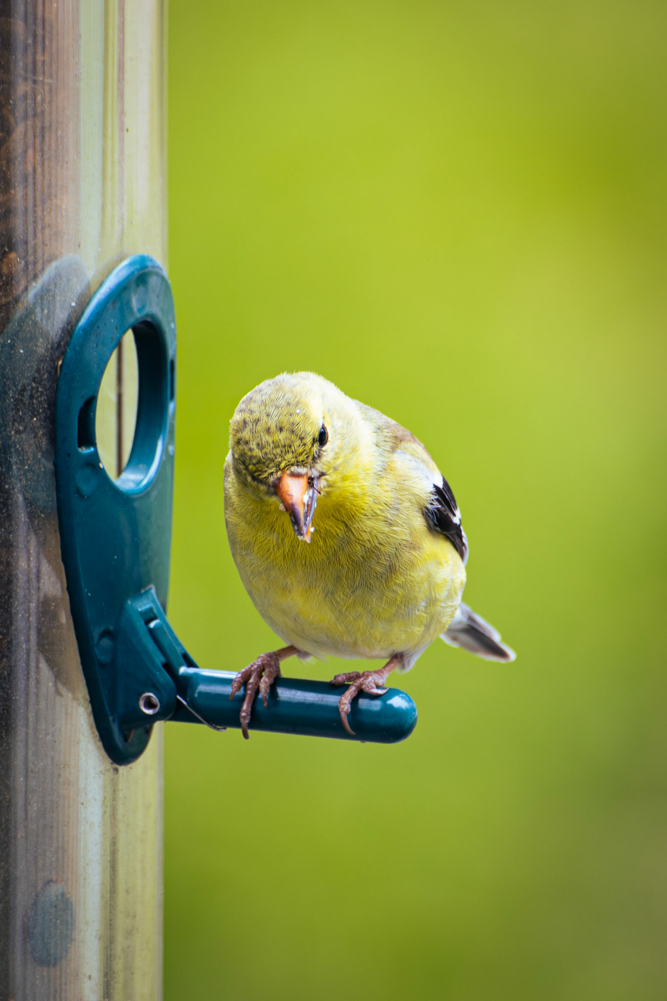 American Goldfinch (female)