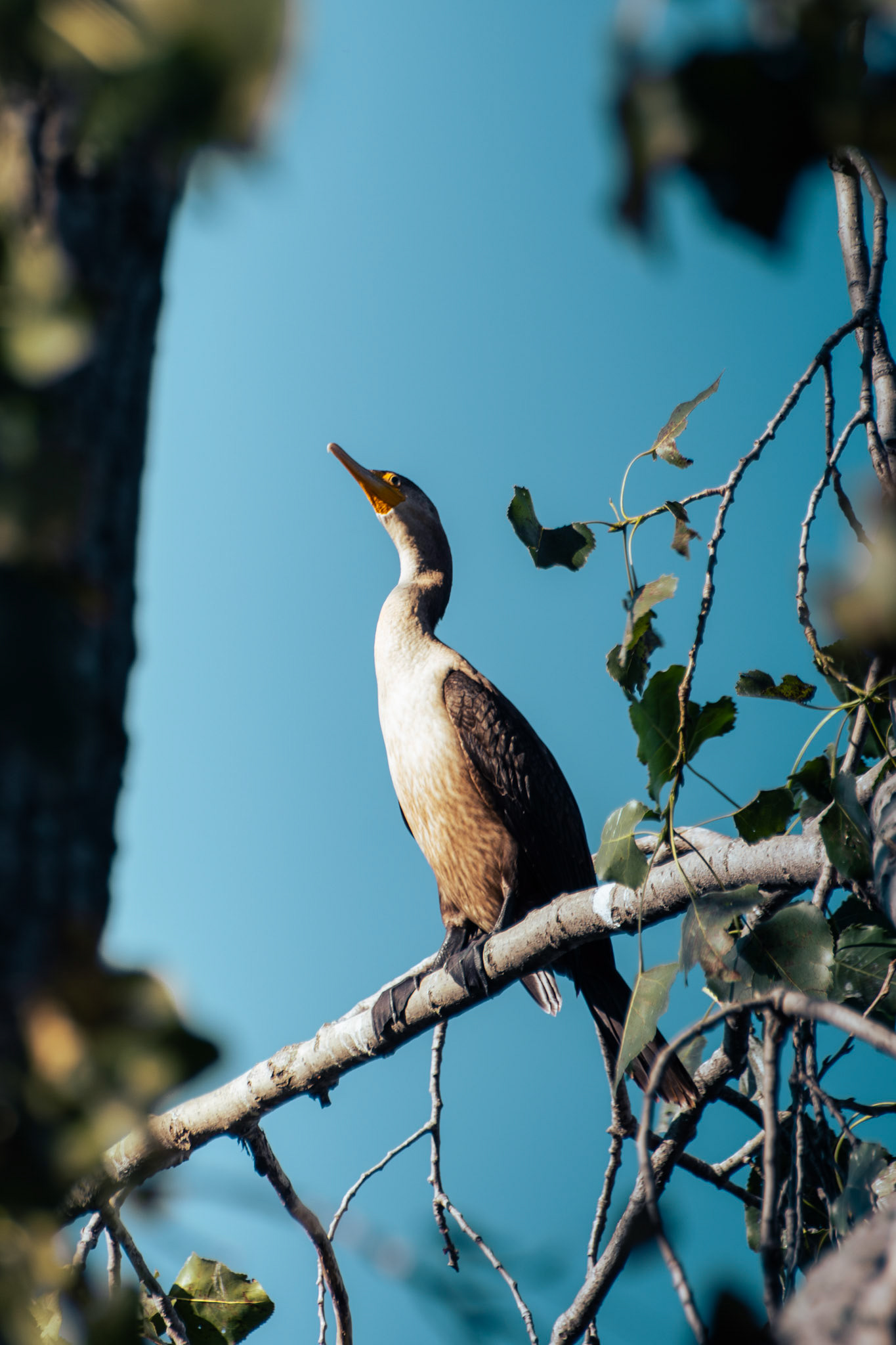 Double Crested Cormorant (juvenile)