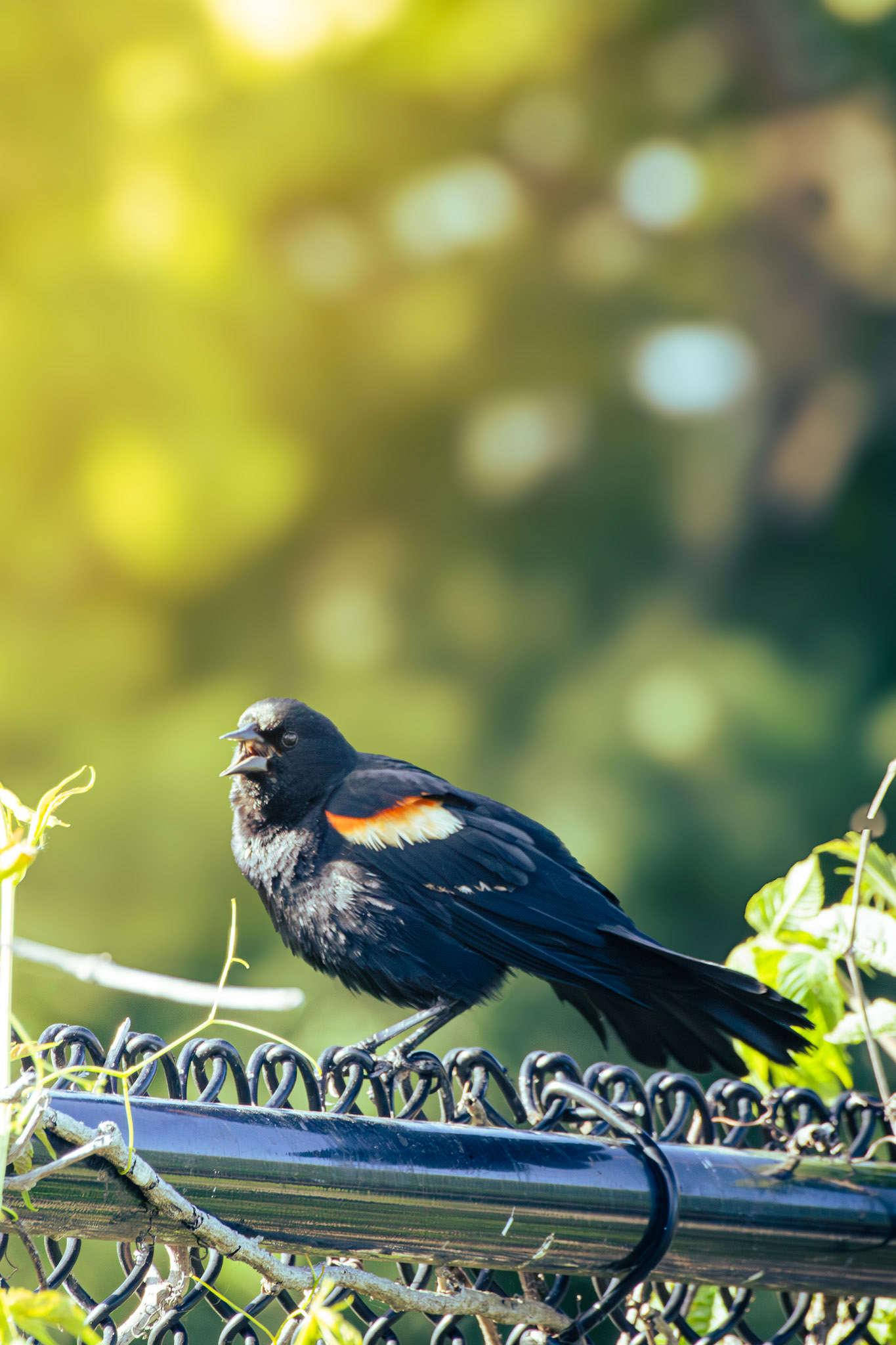 Red-Winged Blackbird