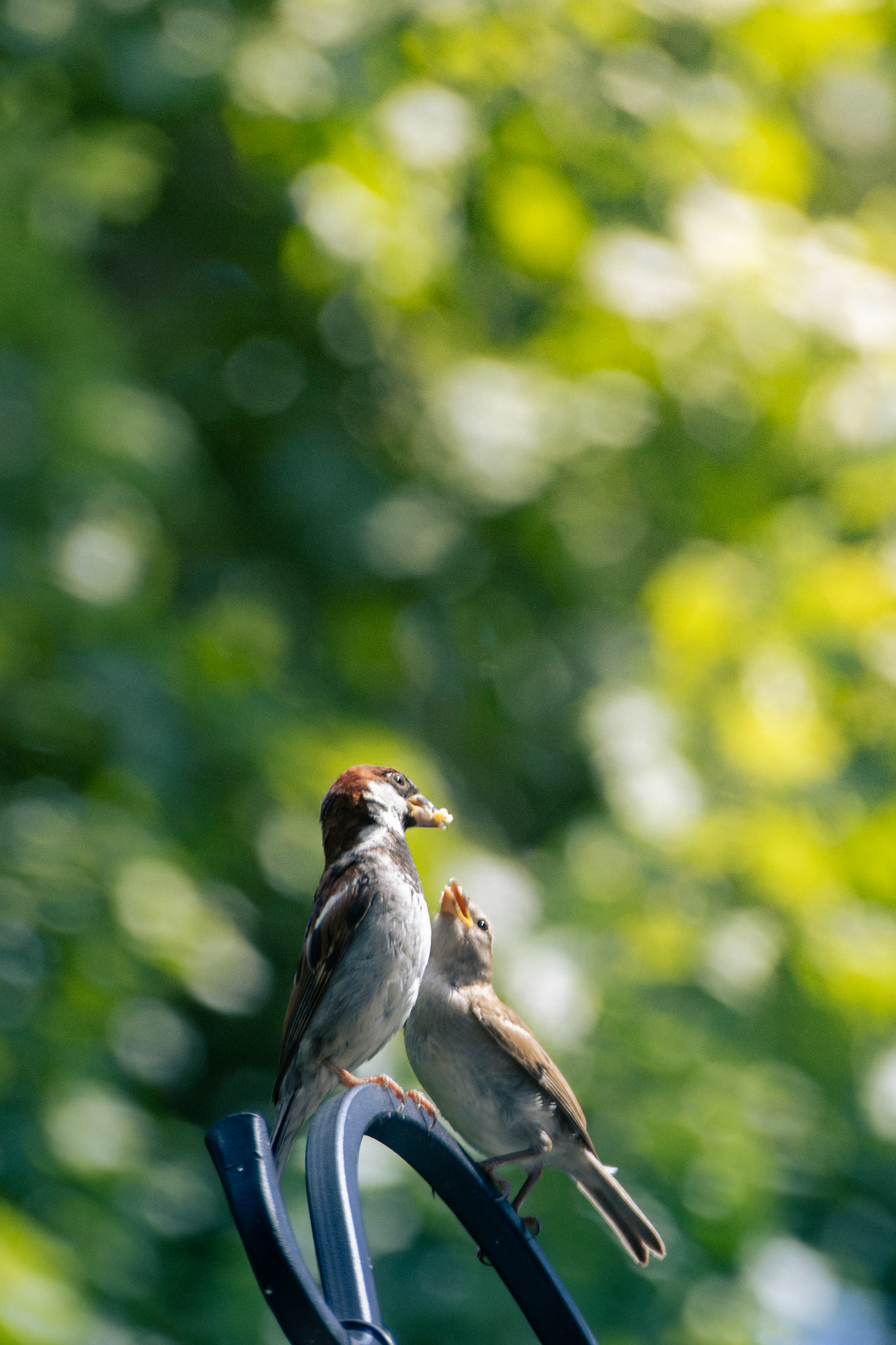 House Sparrows