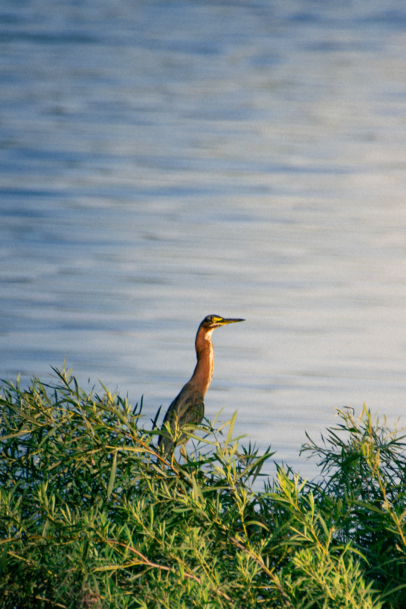 Green Heron