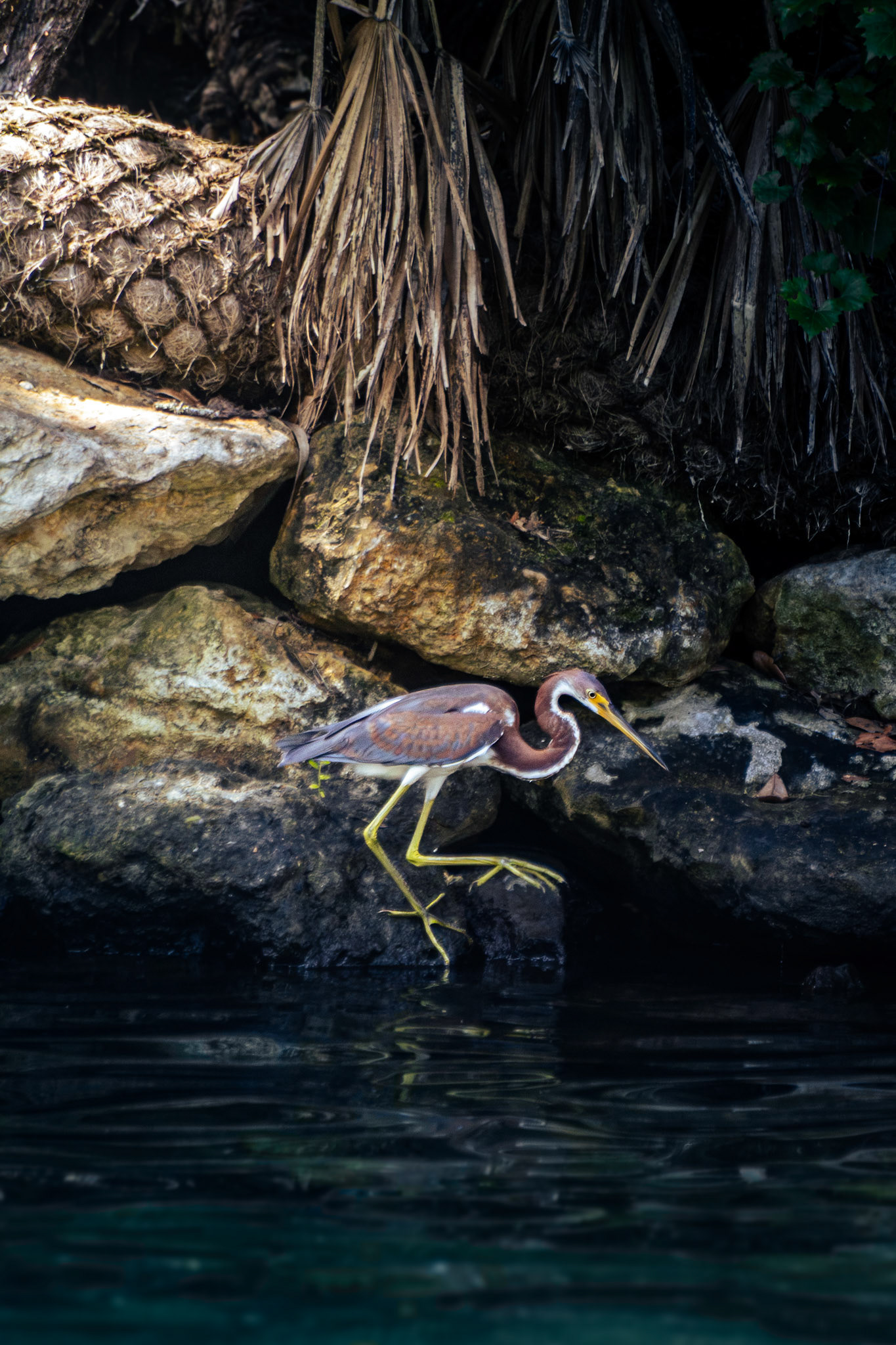 Tricolored Heron