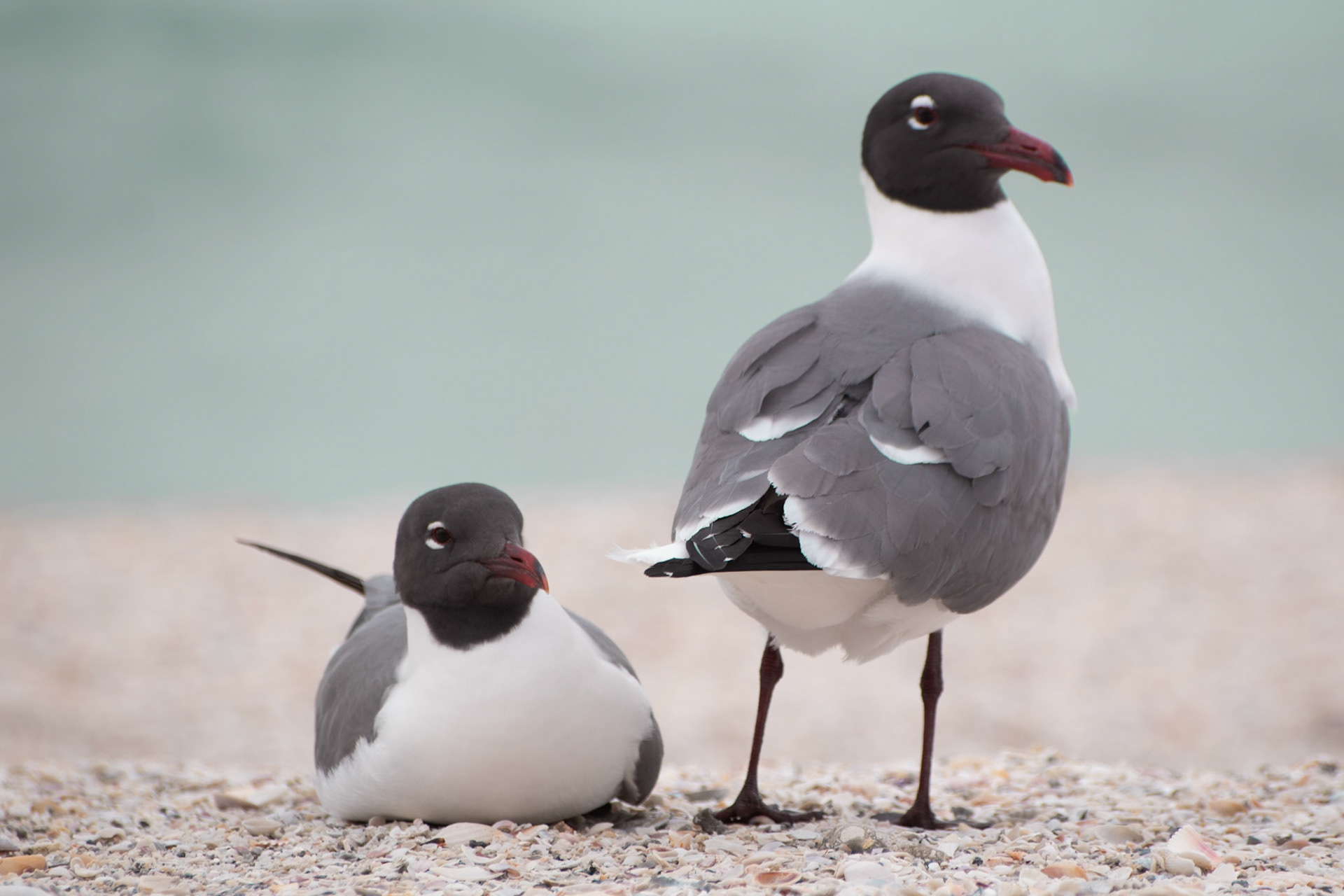 Laughing Gull