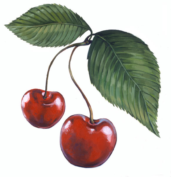 Cherries - Oil Painting - MN Condo project art for postcards