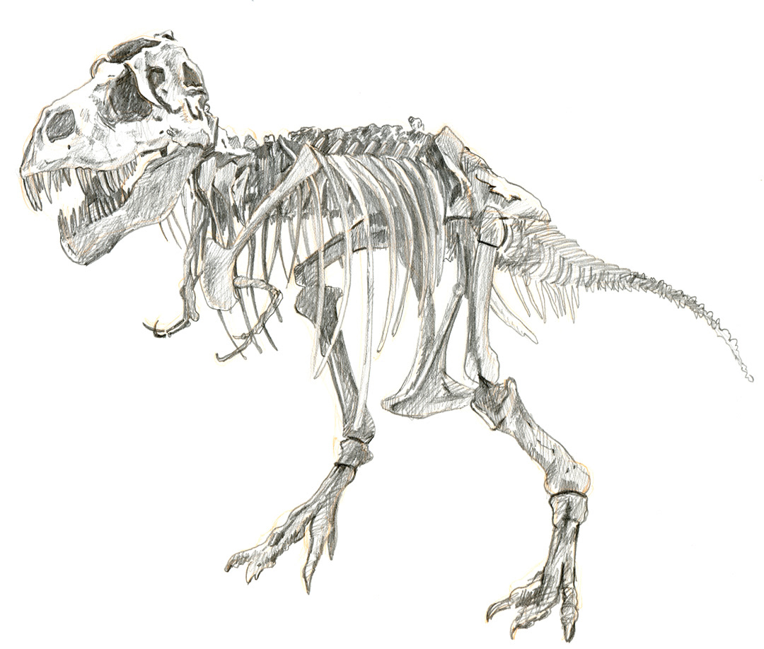 Grant Thornton art library - "Sue" the T Rex