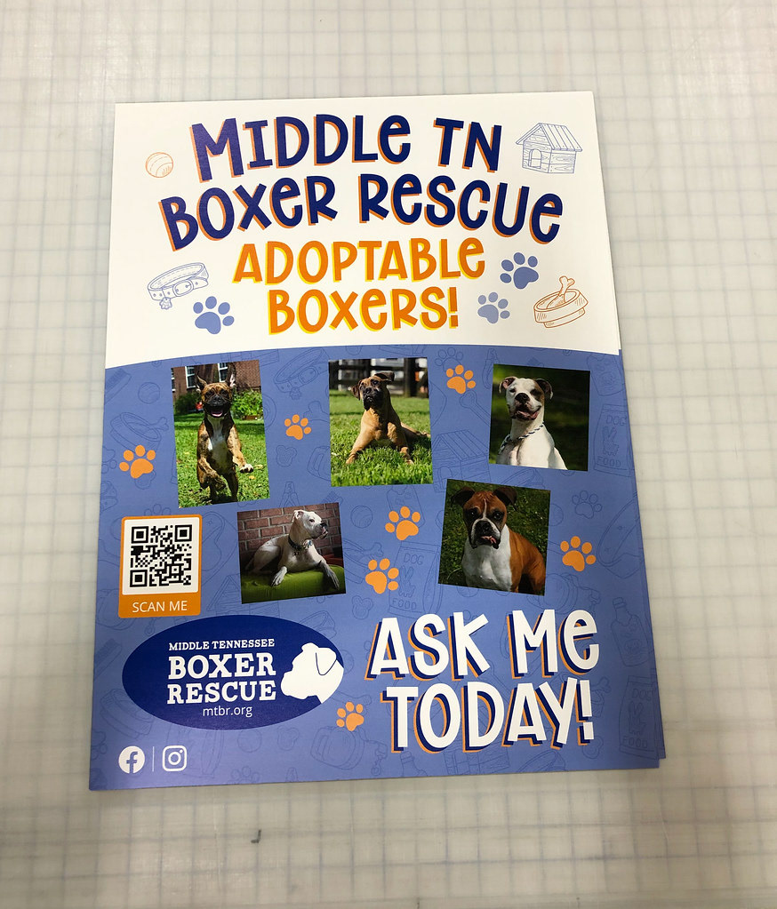 Created a fun poster for Boxer Rescue