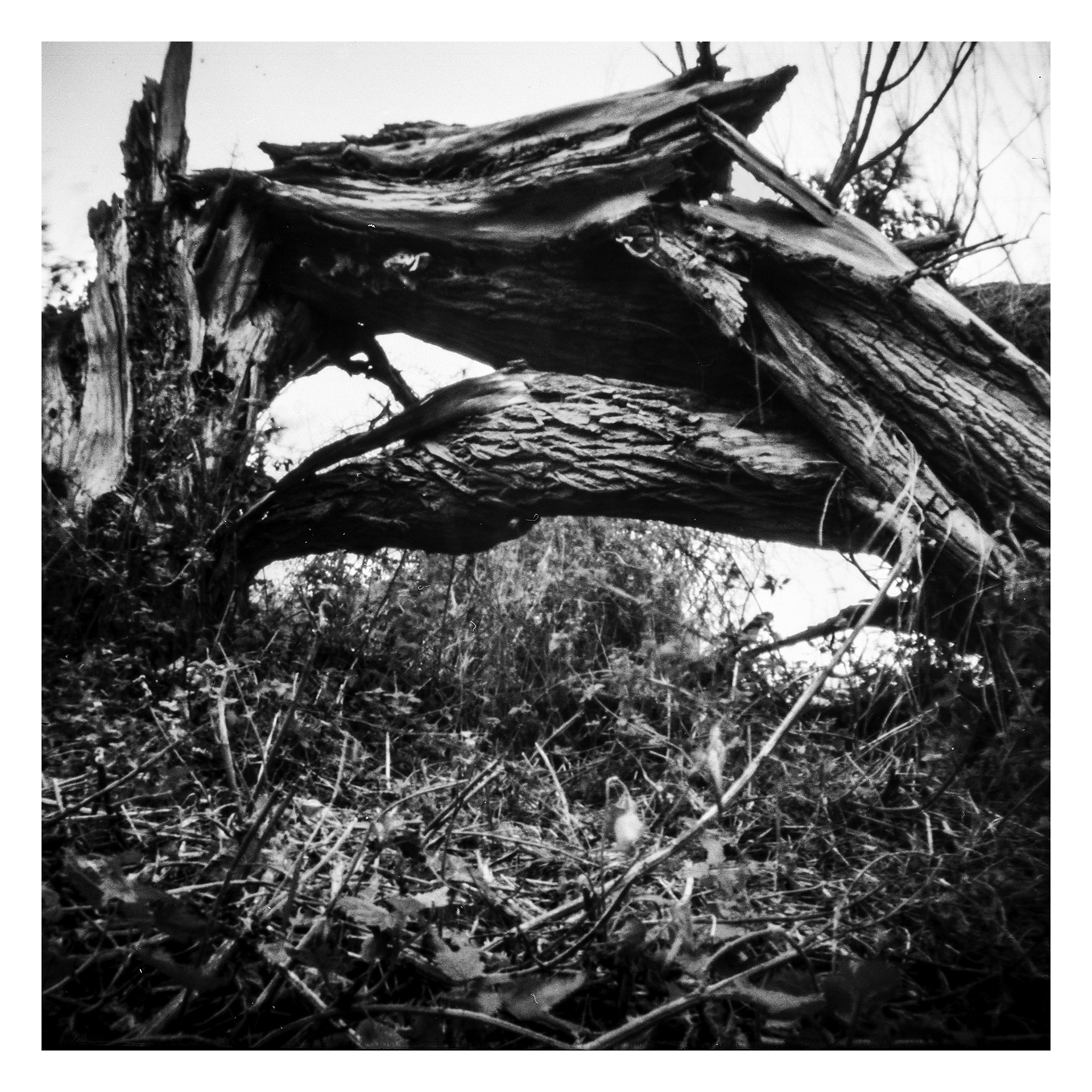 Broken Tree_Pinhole Photograph_© Harvey Mills